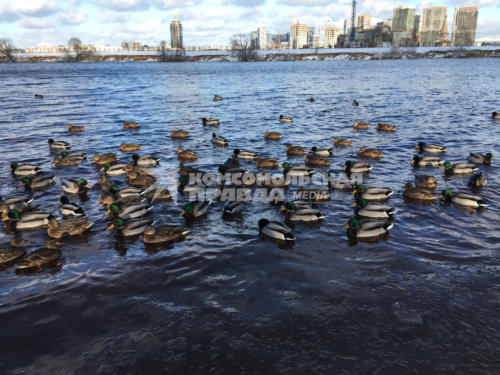 Москва. Утки плавают в Москва-реке в районе Строгино.