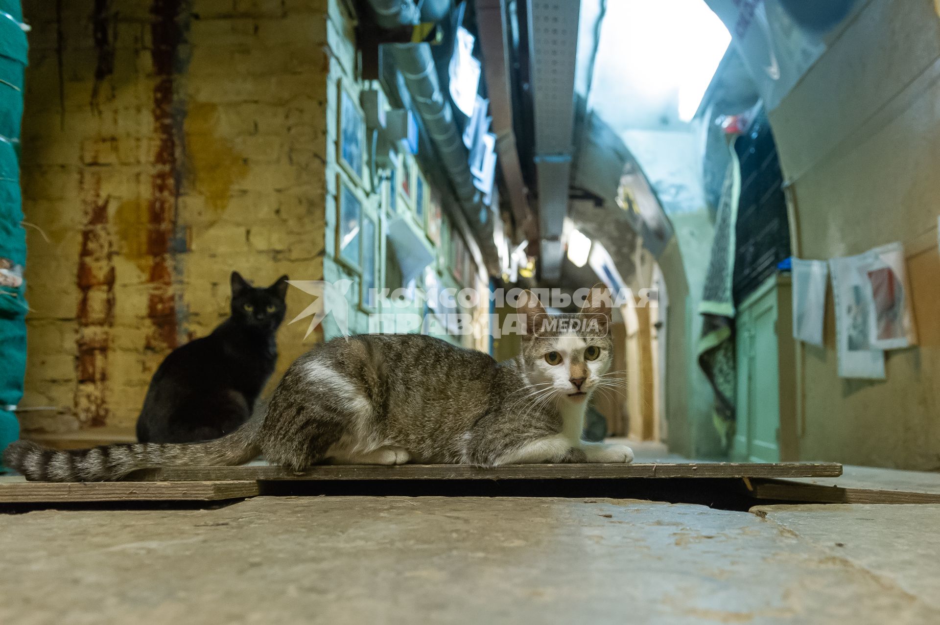 Санкт-Петербург. Коты в подвале Эрмитажа.