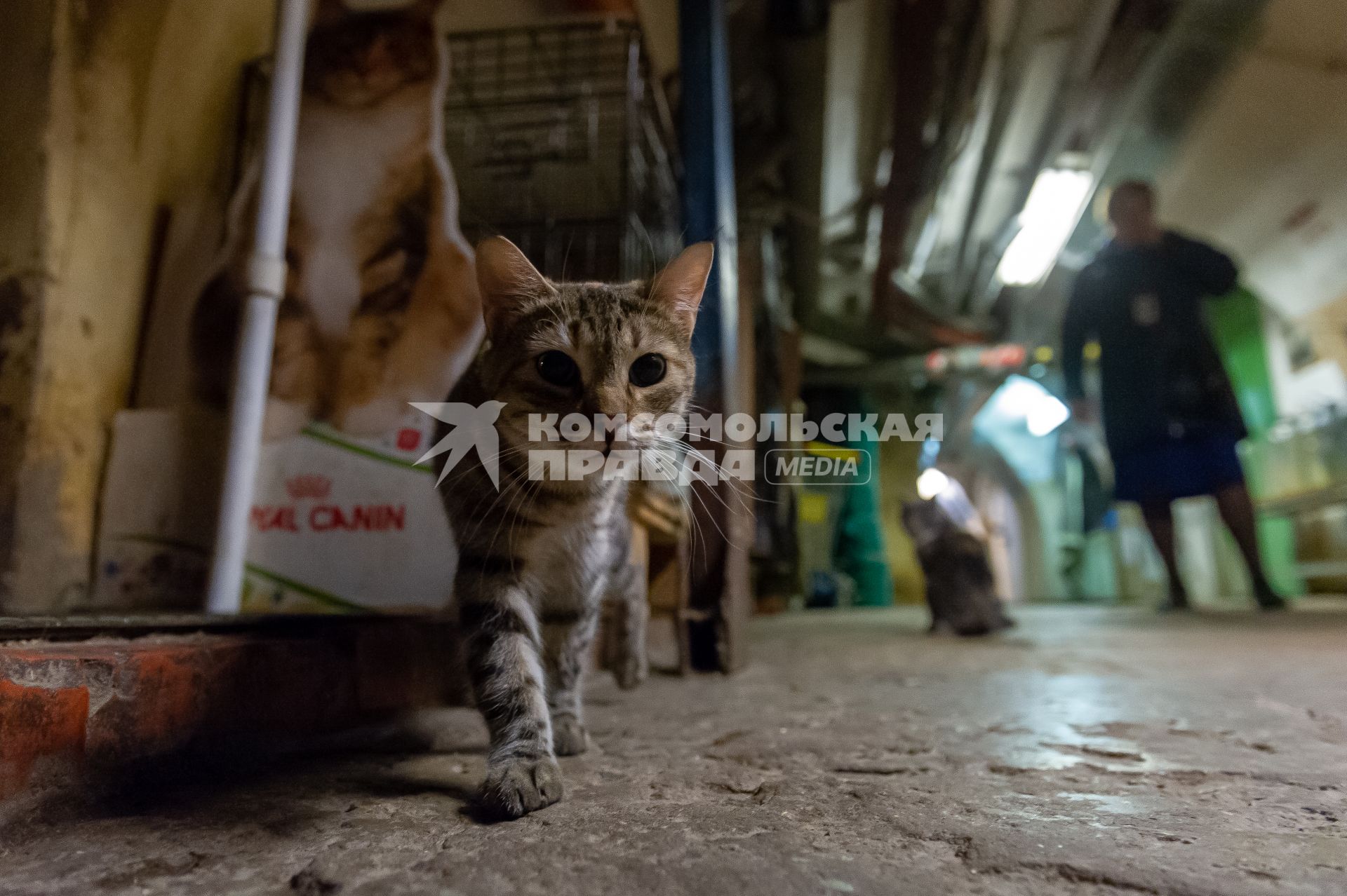 Санкт-Петербург. Сотрудники кормят котов в подвале Эрмитажа.