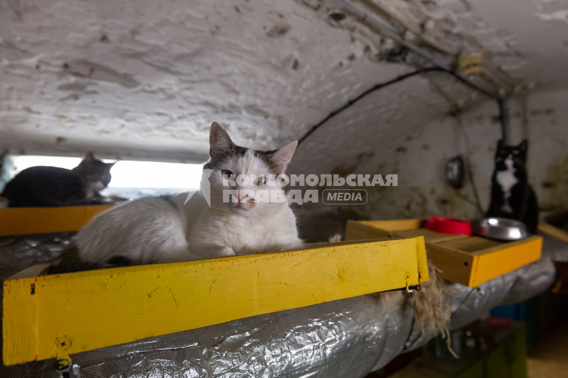 Санкт-Петербург. Коты в подвале Эрмитажа.