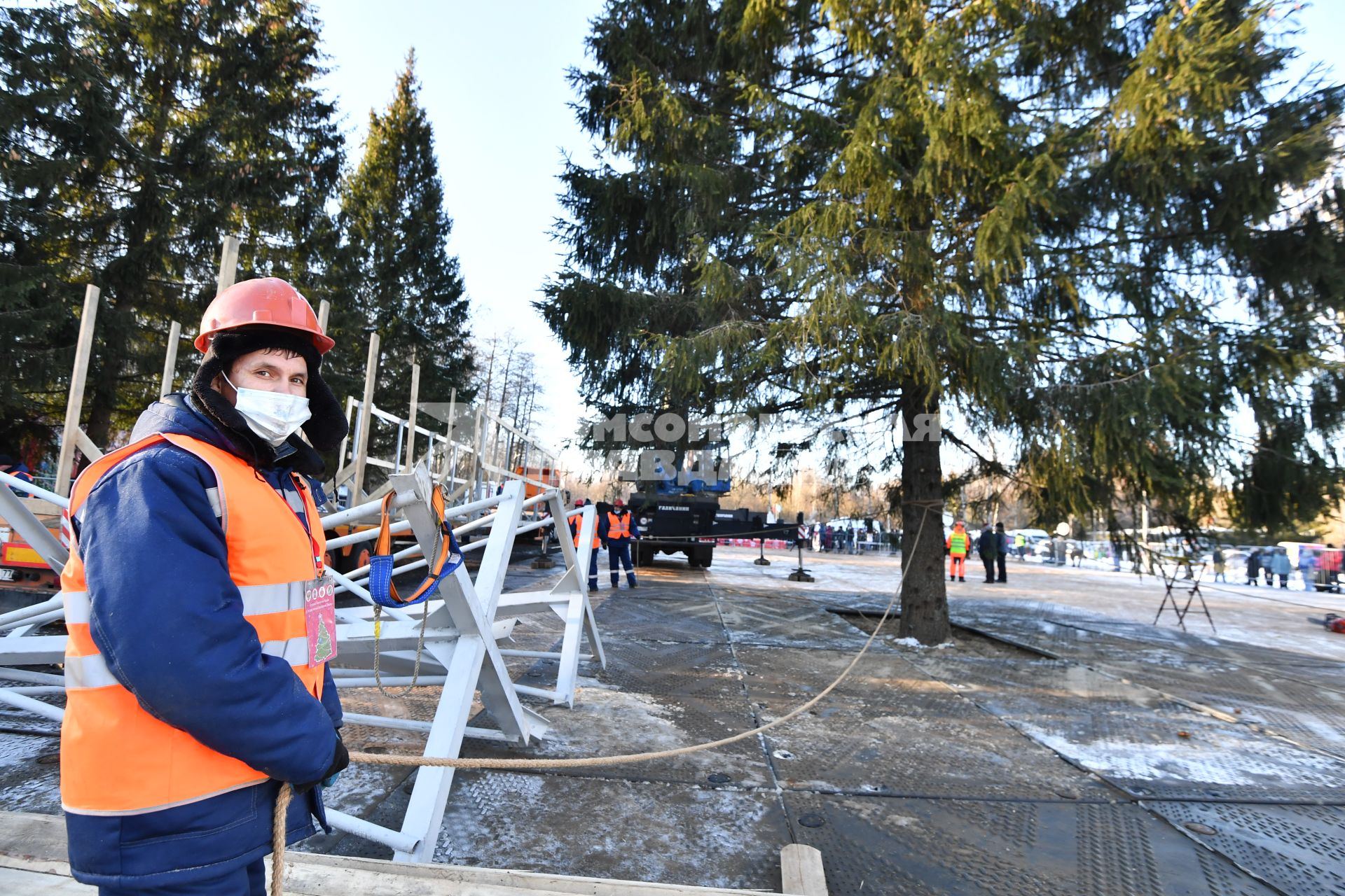 Московская область. Рубка главной новогодней ели страны в Наро-Фоминском лесничестве.