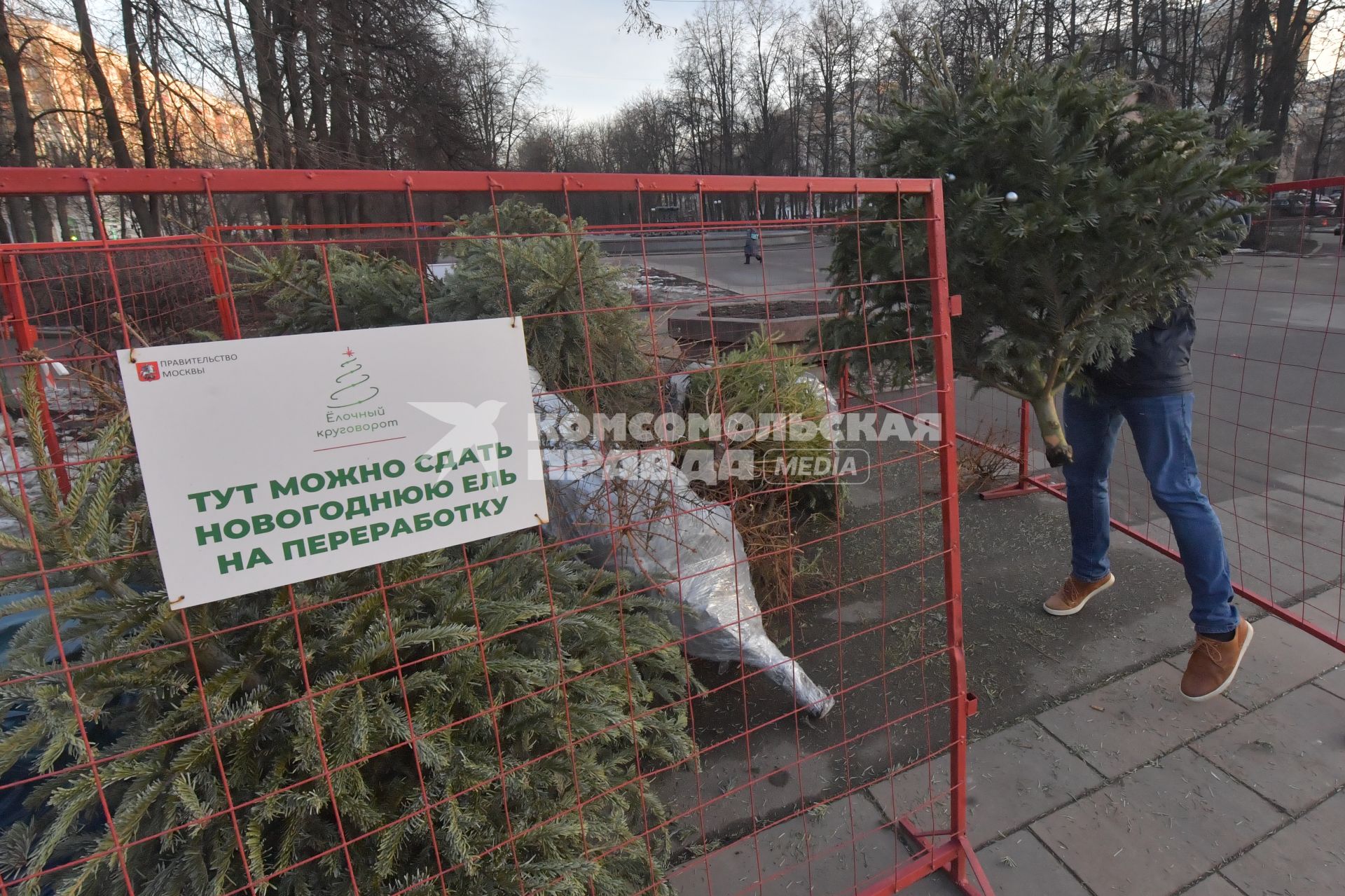 Москва. Корреспондент КП Павел Клоков сдает новогоднюю елку в пункт приема для дальнейшей переработки.