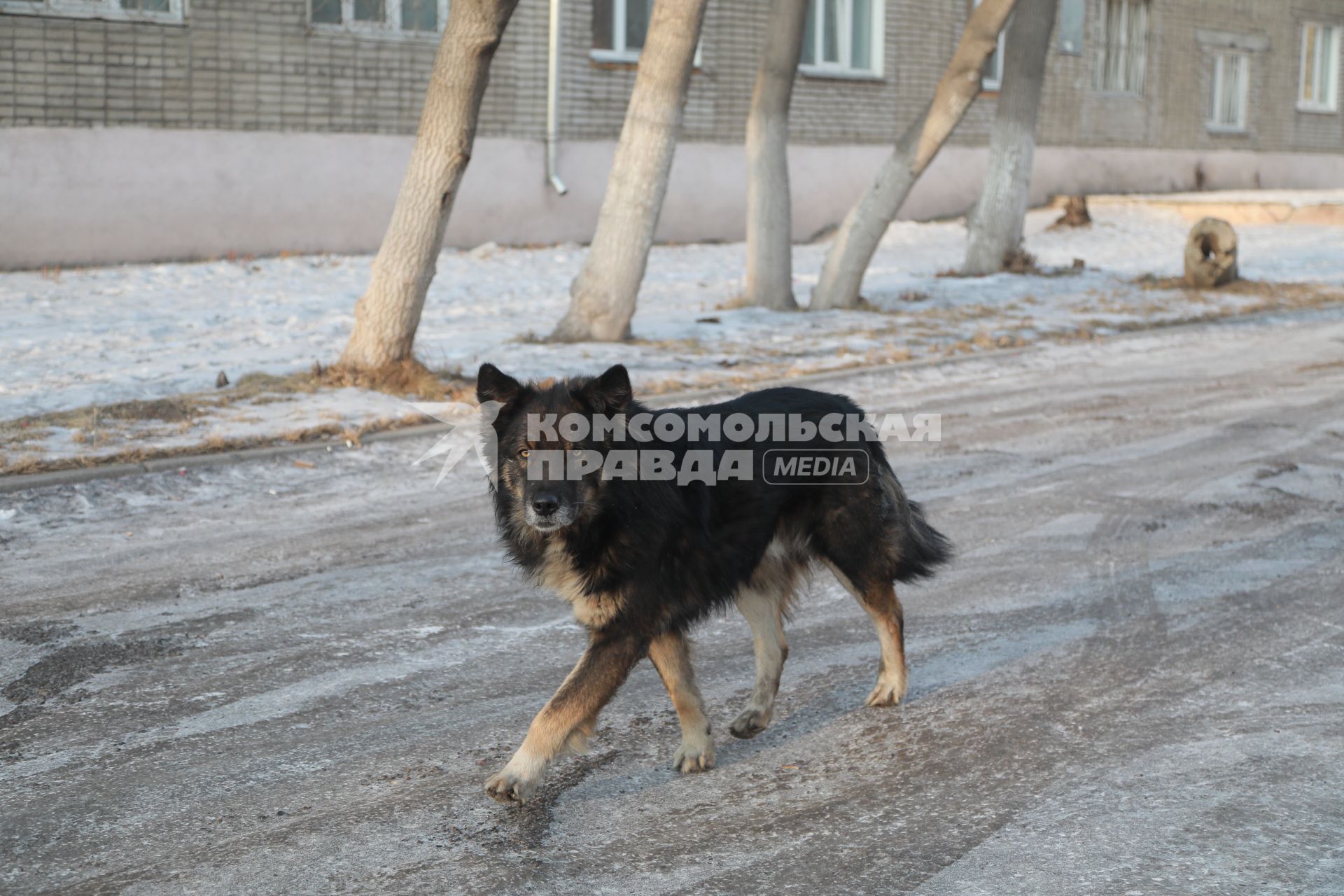 Красноярск.  Бездомная собака на одной из улиц города.