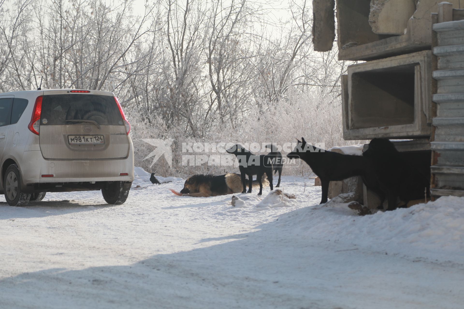 Красноярск.  Бездомные собаки на одной из улиц города.