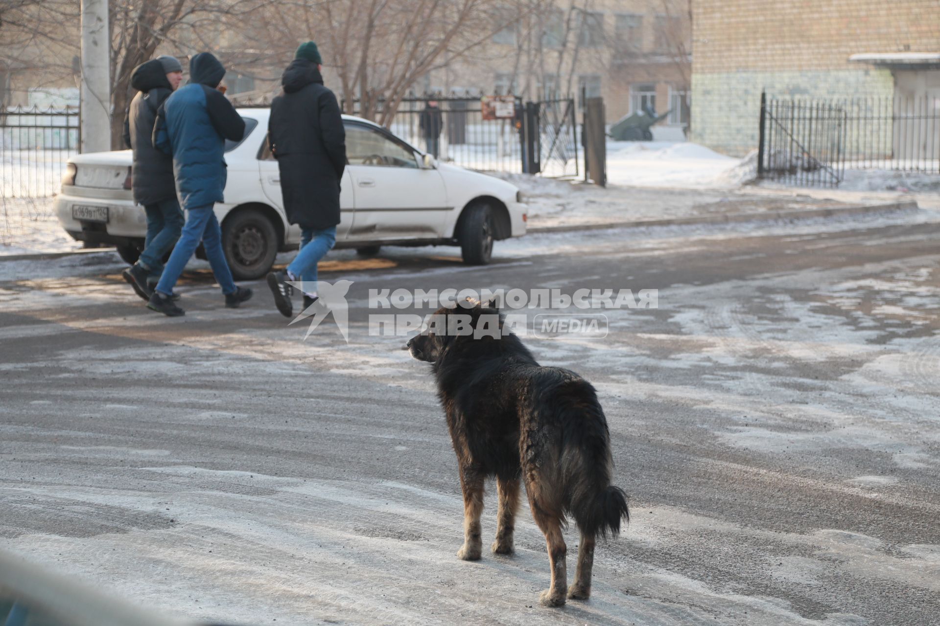 Красноярск.  Бездомная собака на одной из улиц города.