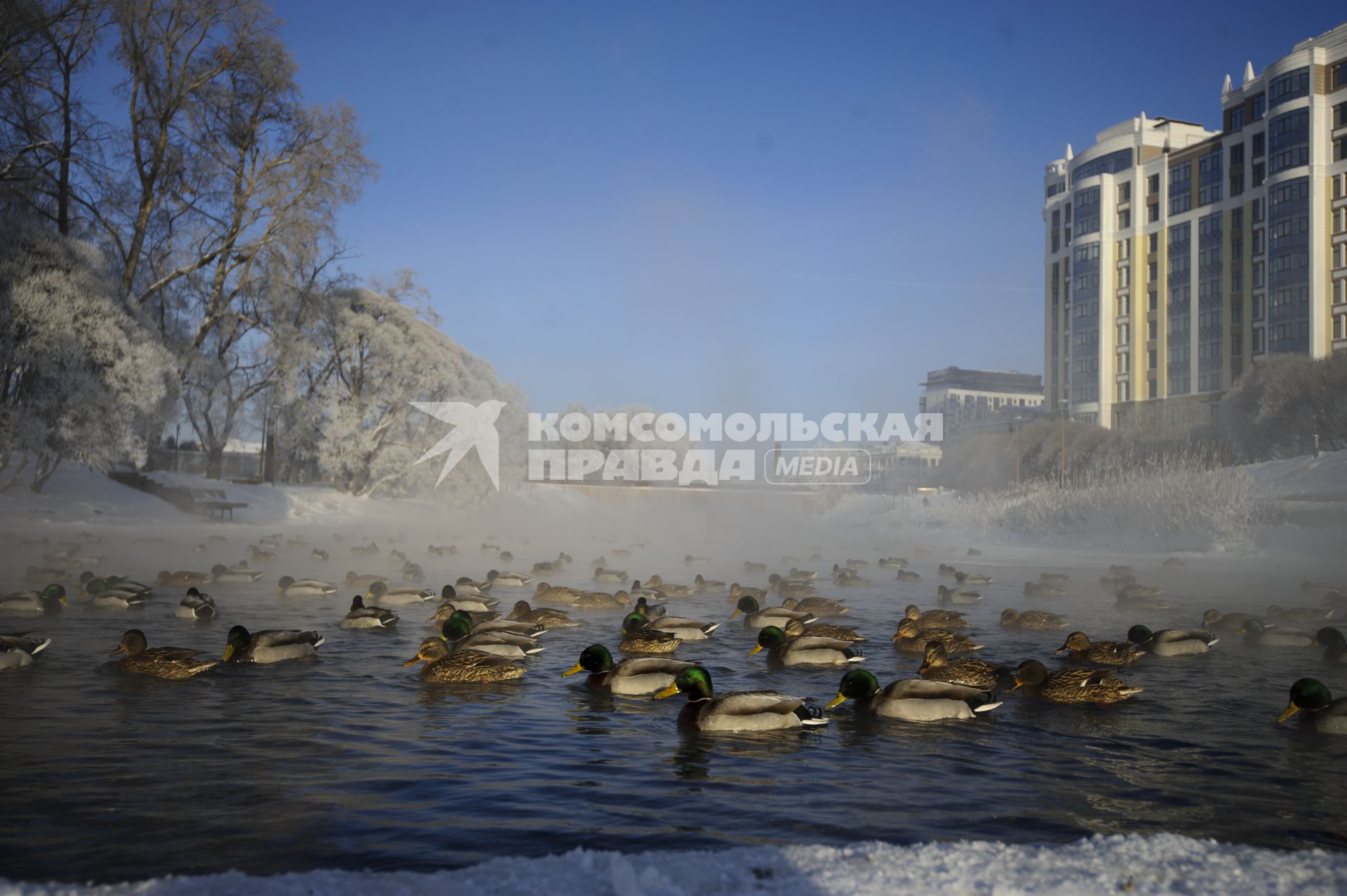 Екатеринбург. Утки на реке Исеть во время зимних морозов