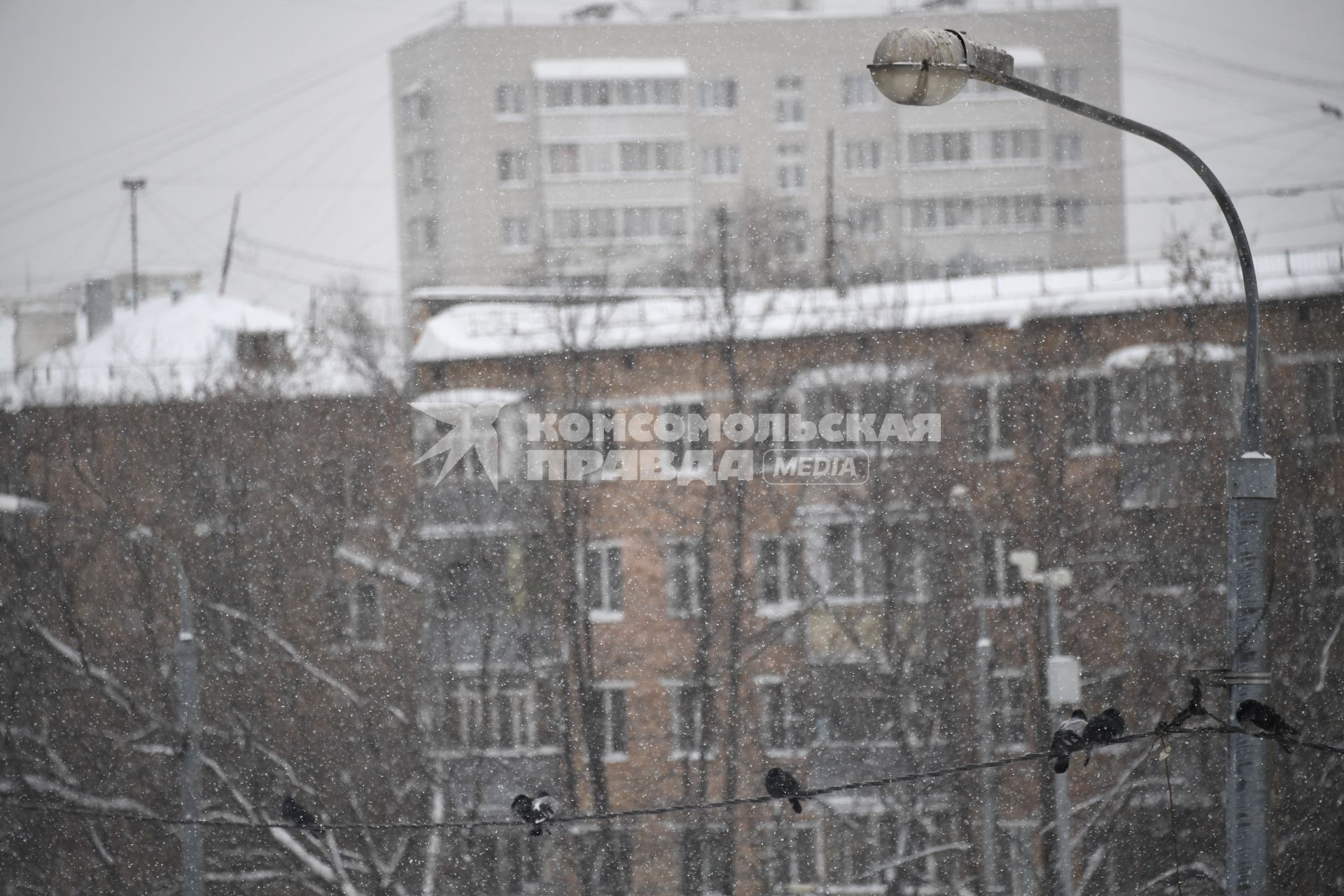 Москва. Голуби во время снегопада.