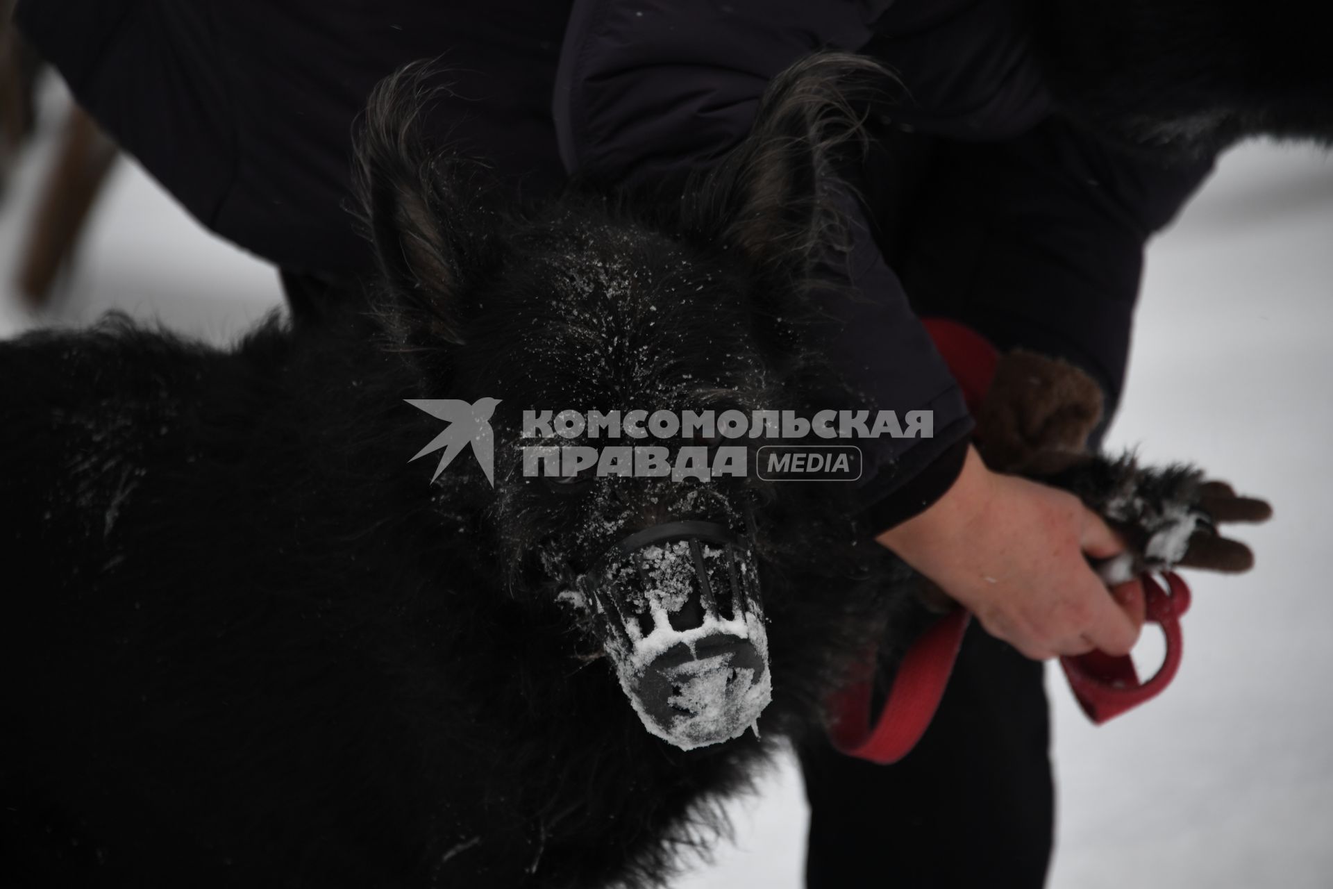 Москва. Собака в наморднике на прогулке.