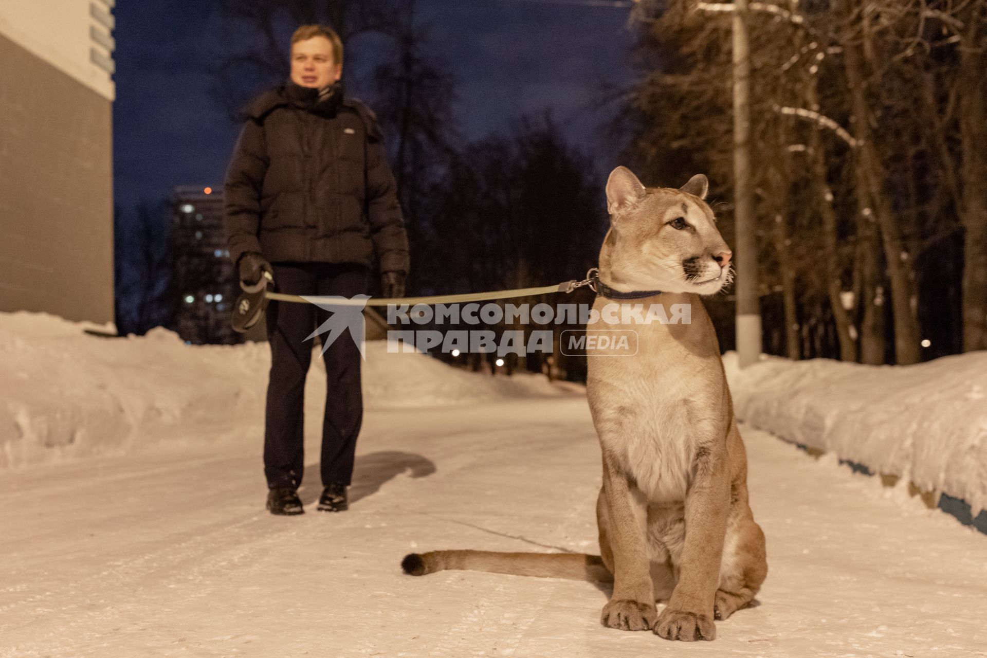 Москва. Сергей Татаринцев и его питомец пума Геркулес на прогулке.