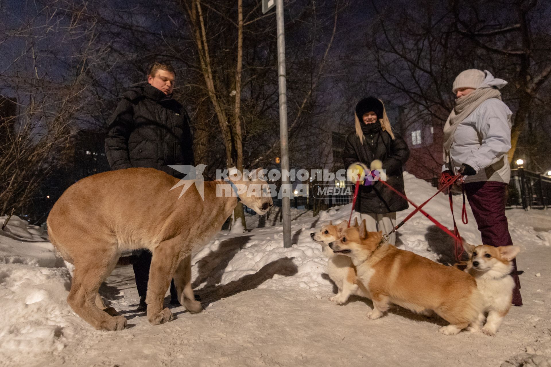 Москва. Сергей Татаринцев и его питомец пума Геркулес на прогулке.