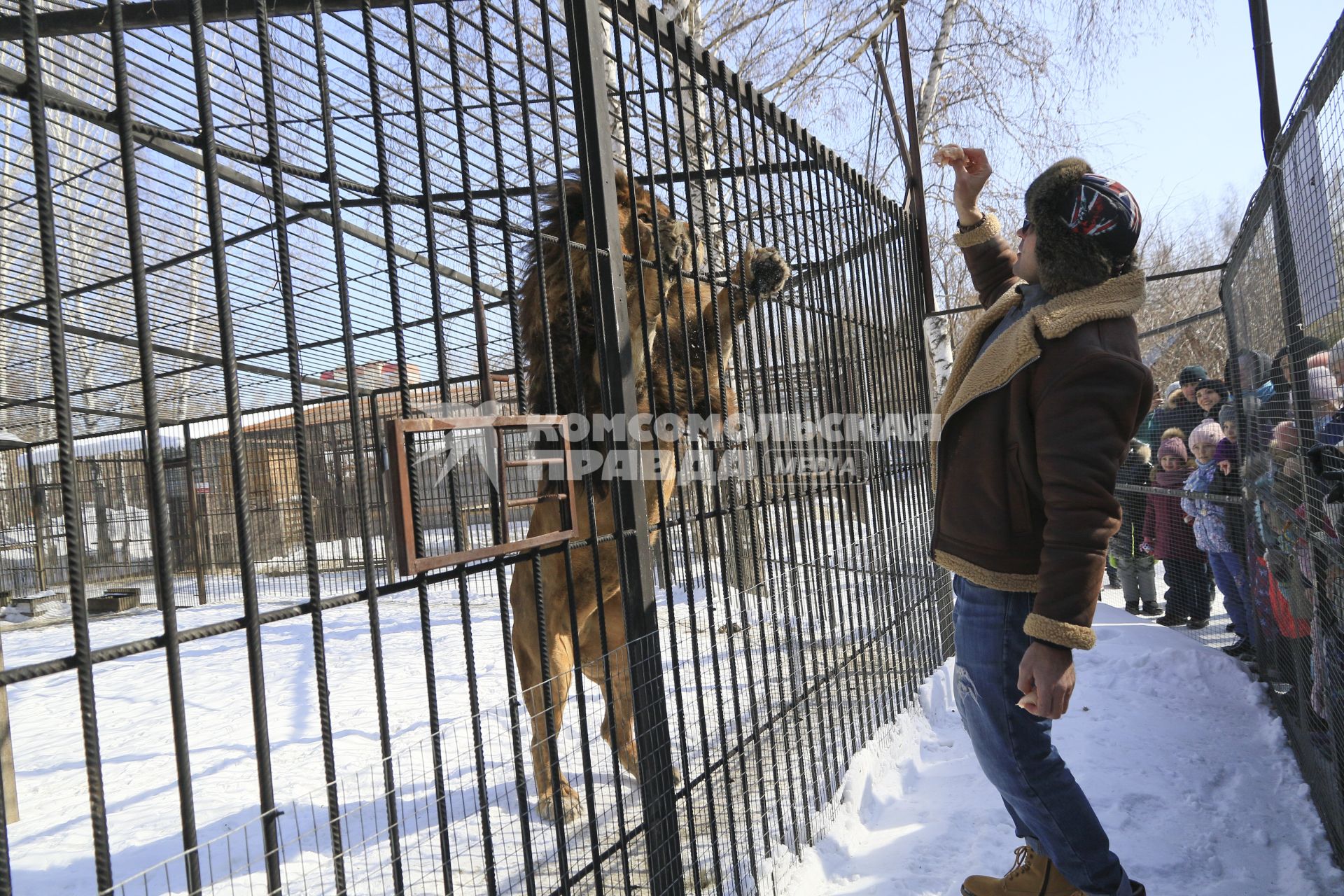 Барнаул. Мужчина кормит льва в зоопарке.