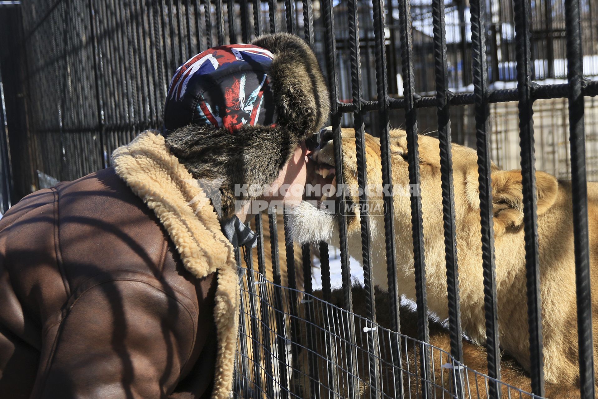 Барнаул. Мужчина кормит львицу в зоопарке.