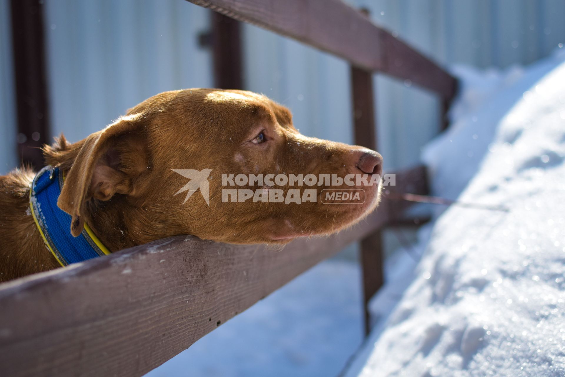 Новосибирск. Собака Хати, брошенная хозяином в аэропорту Анапы, переехала в новосибирский питомник и ожидает нового хозяина.