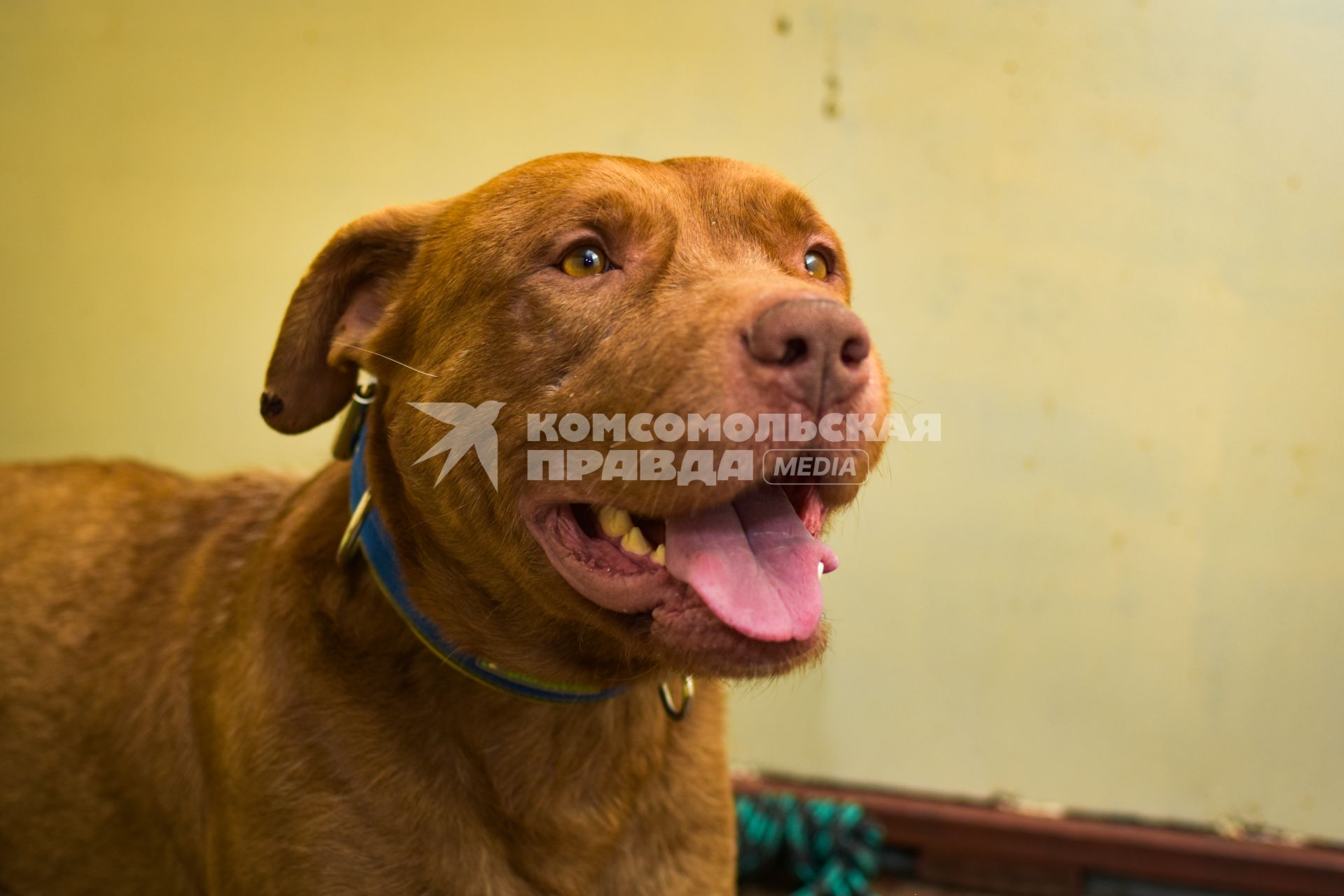 Новосибирск. Собака Хати, брошенная хозяином в аэропорту Анапы, переехала в новосибирский питомник и ожидает нового хозяина.
