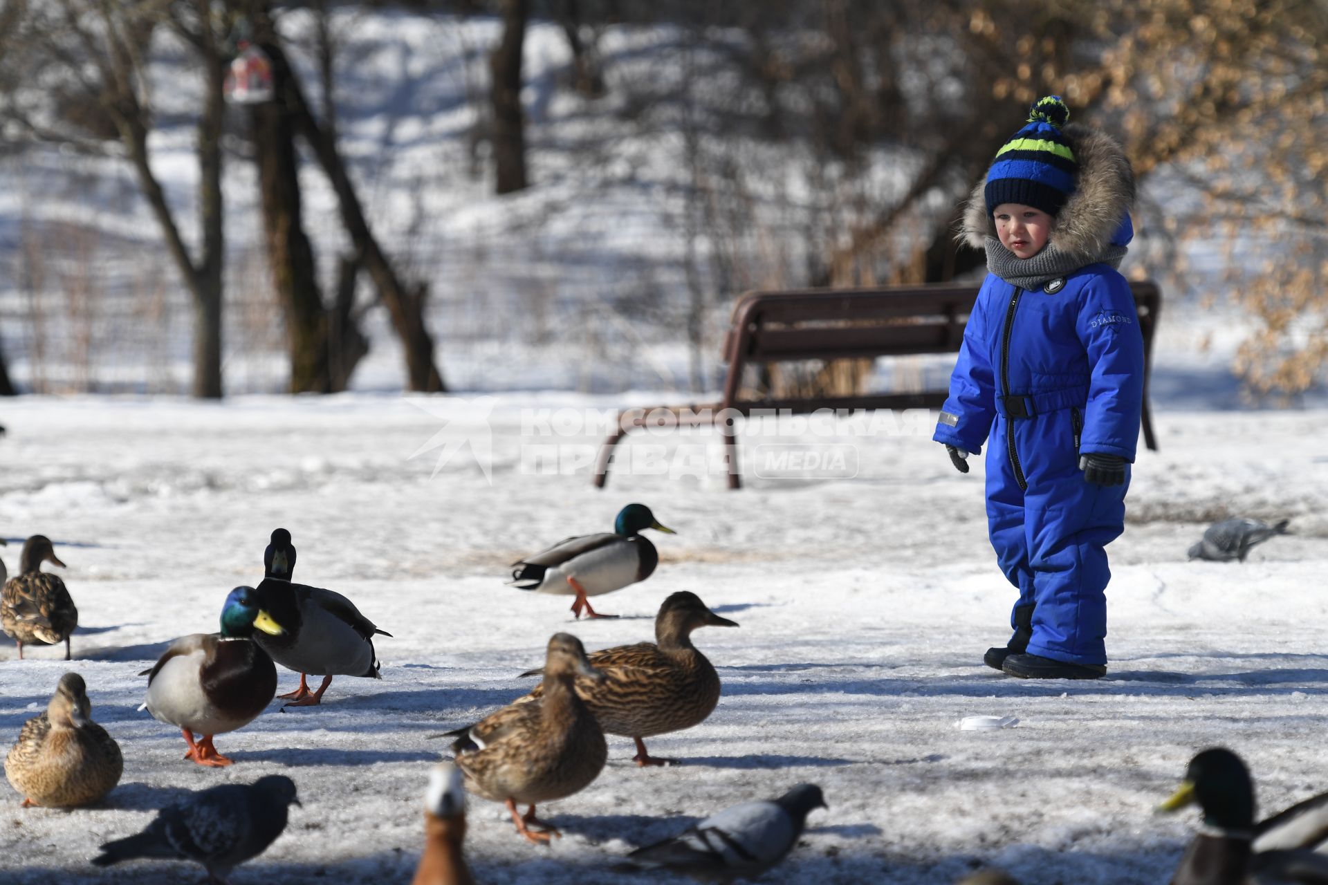 Москва. Ребенок наблюдает за утками в городском парке.