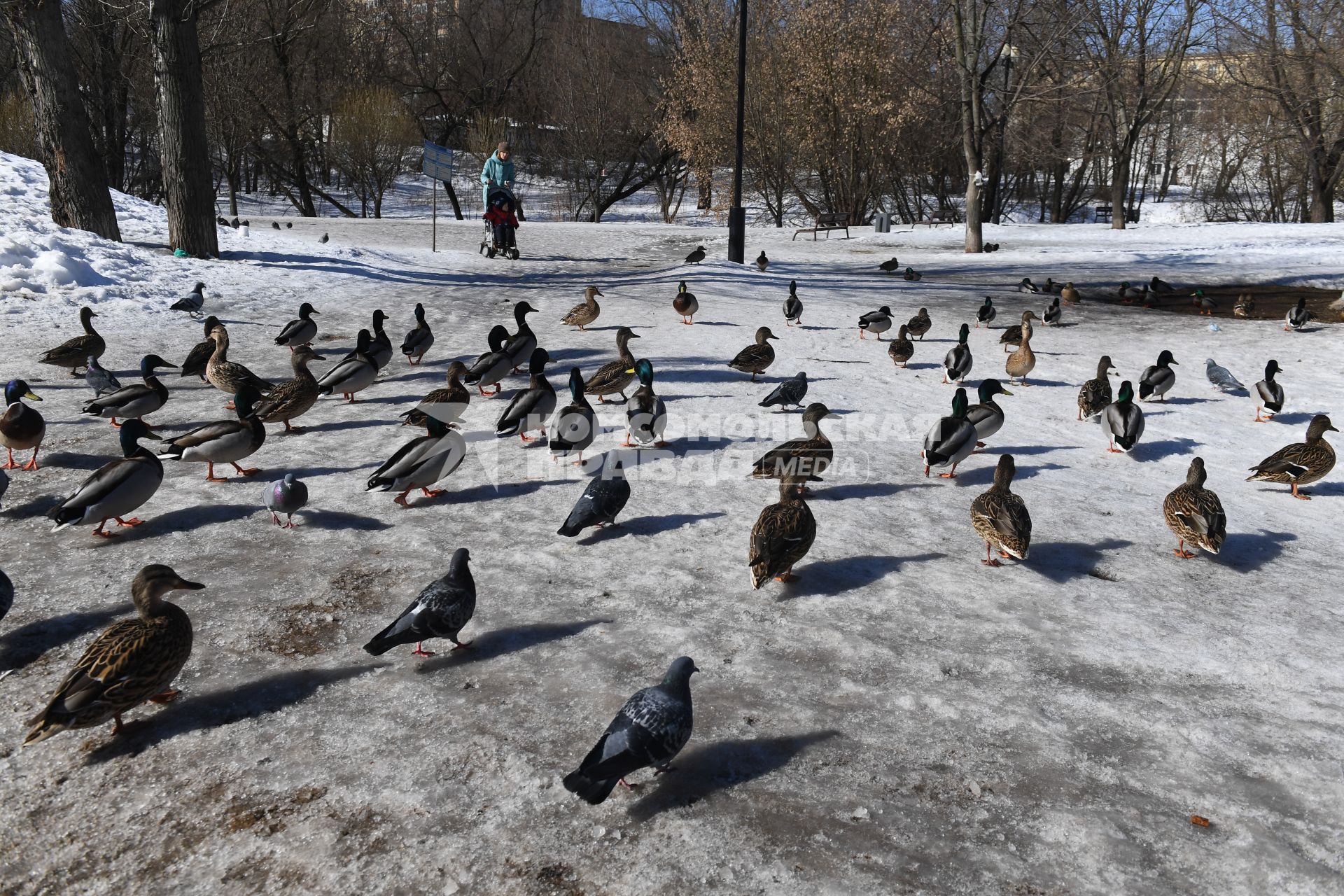 Москва. Утки в городском парке.