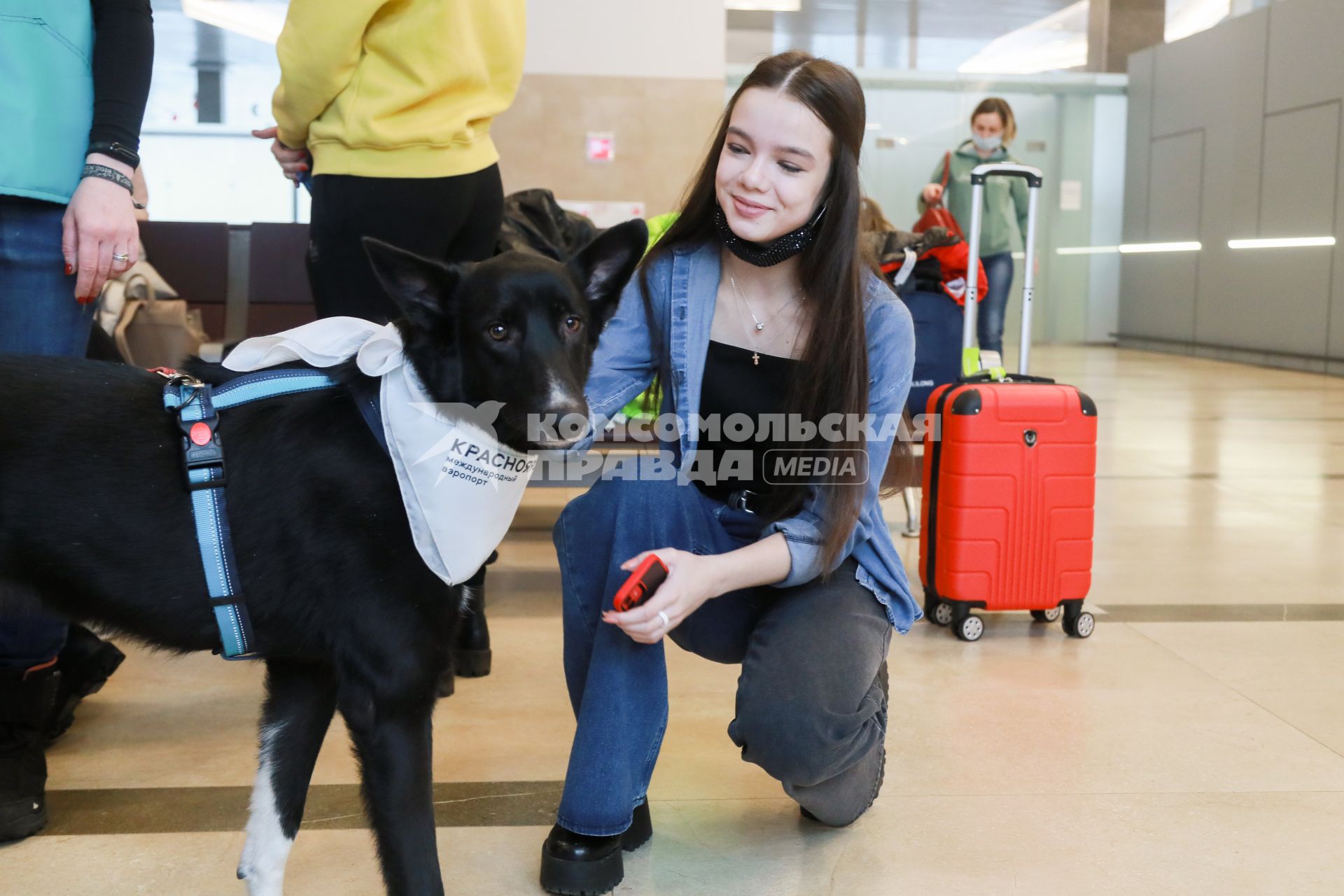 Красноярск. Собака, предназначенная оказывать эмоциональную поддержку пассажирам перед полетом, в Международном аэропорту Красноярск им. Д.А. Хворостовского.