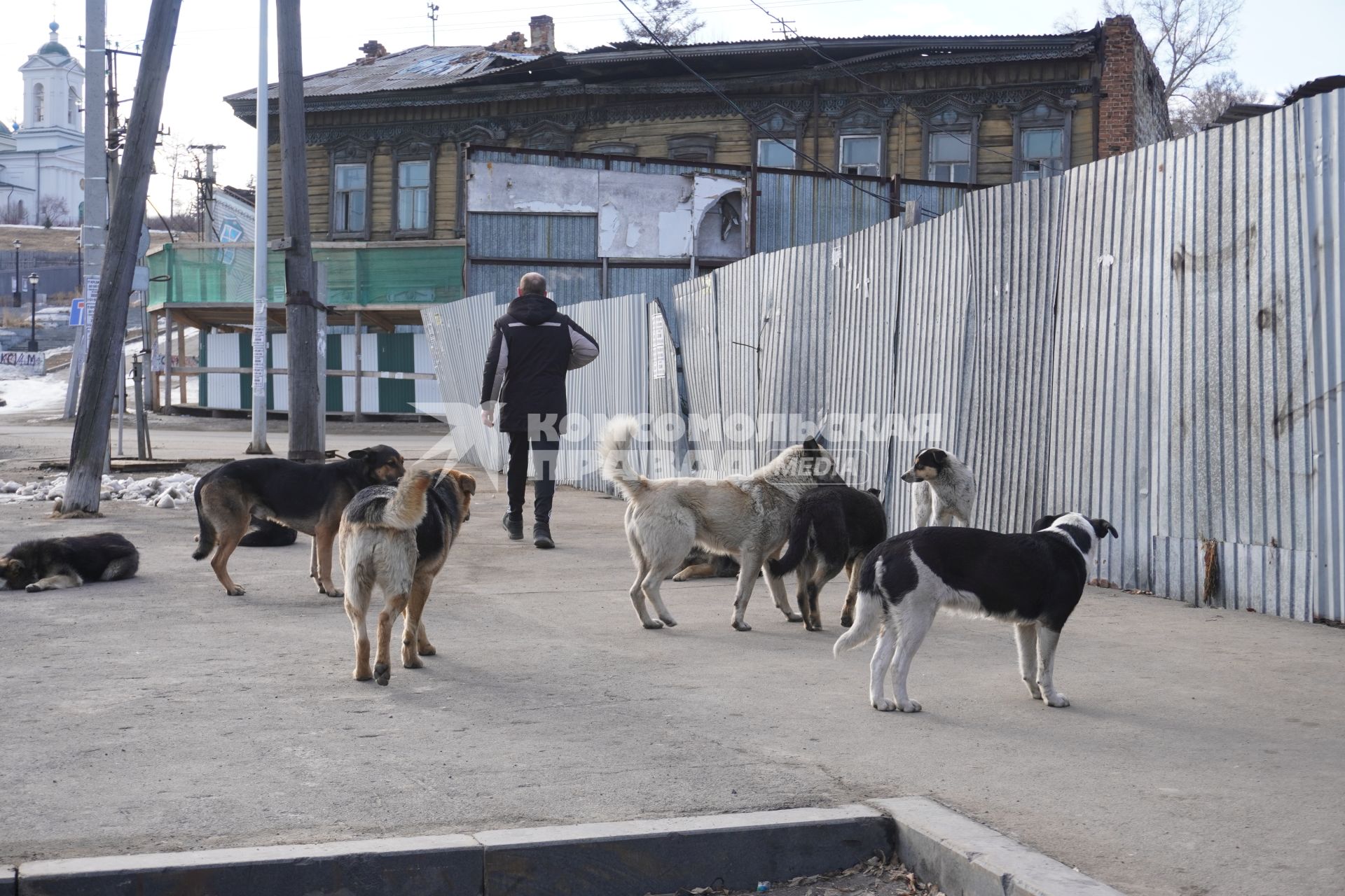 Иркутск. Бездомные собаки на одной из улиц города.