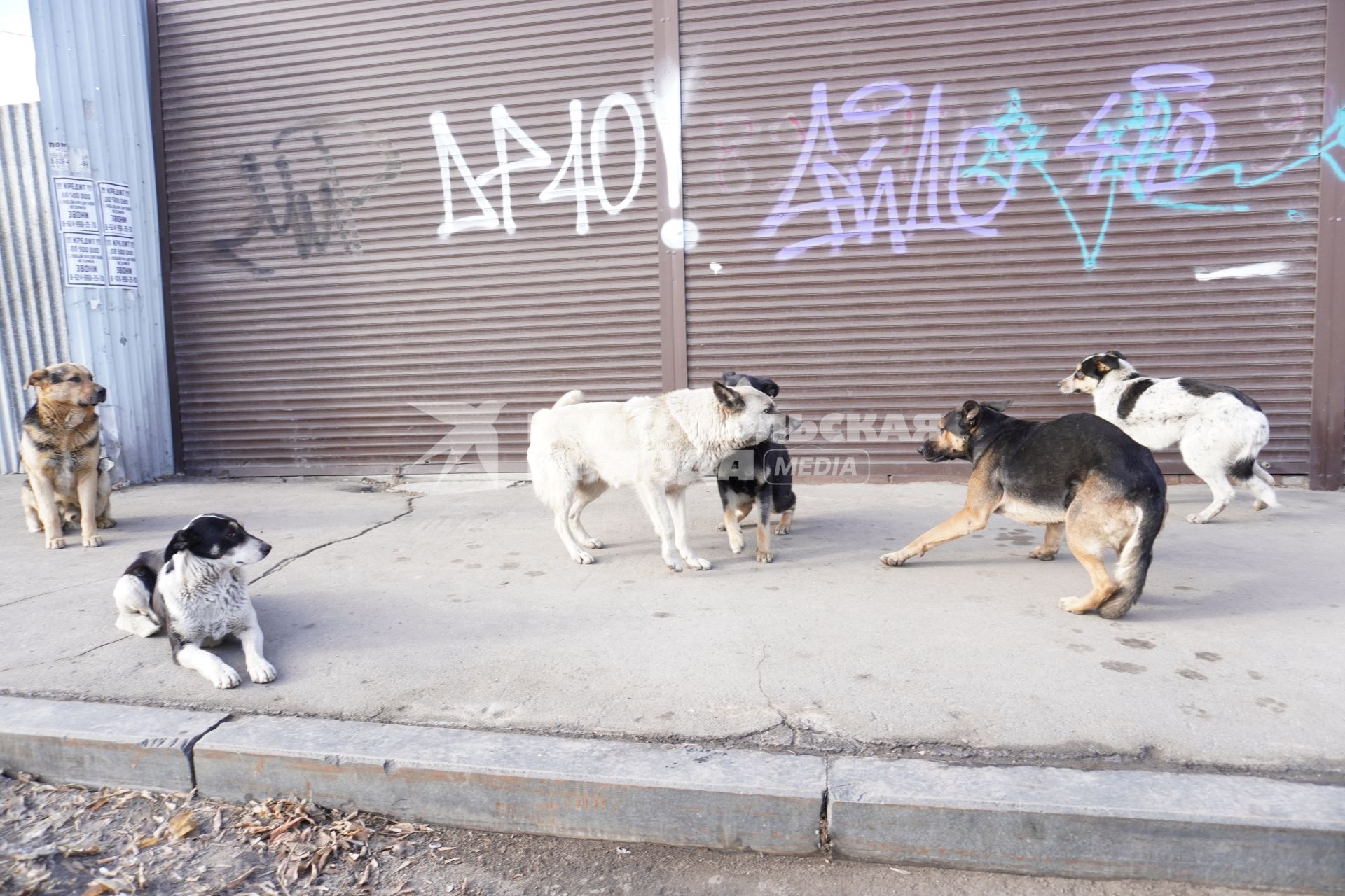 Иркутск. Бездомные собаки на одной из улиц города.