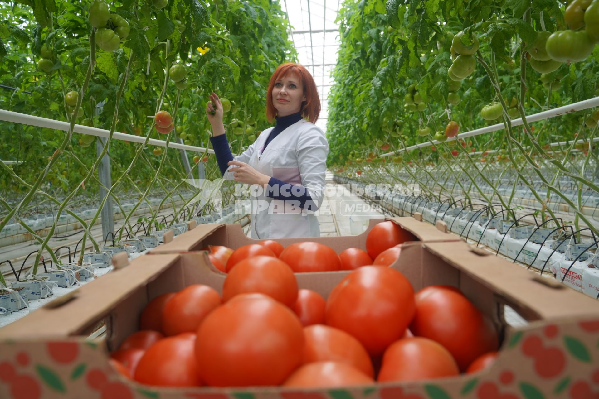 Самара. Тепличное хозяйство ОАО `Тепличный` по выращиванию томатов.