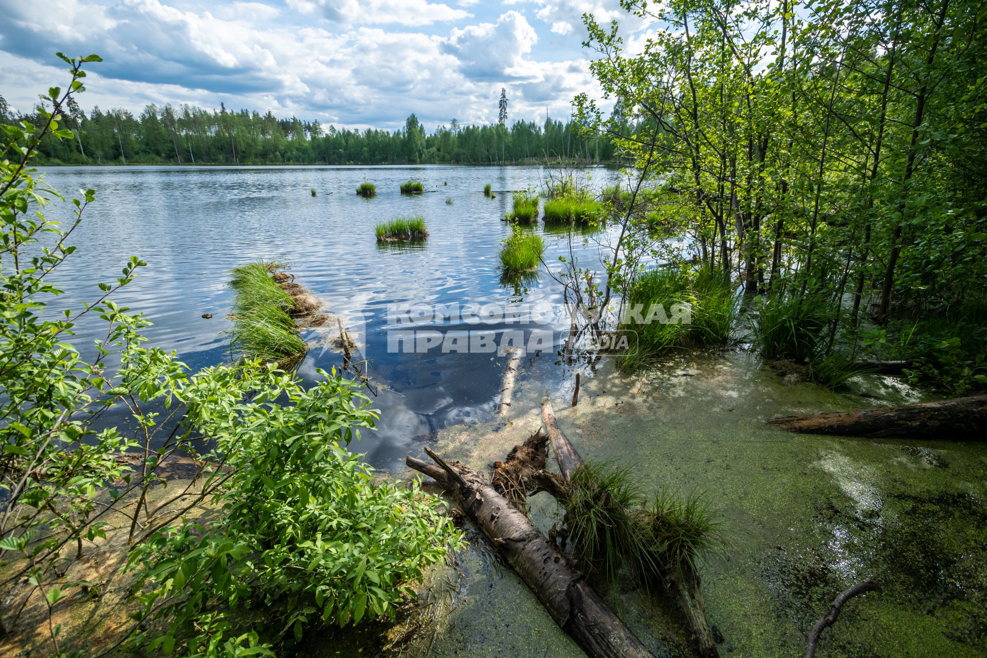 Московская область.  Вид на озеро Смердячье в Шатурском районе.