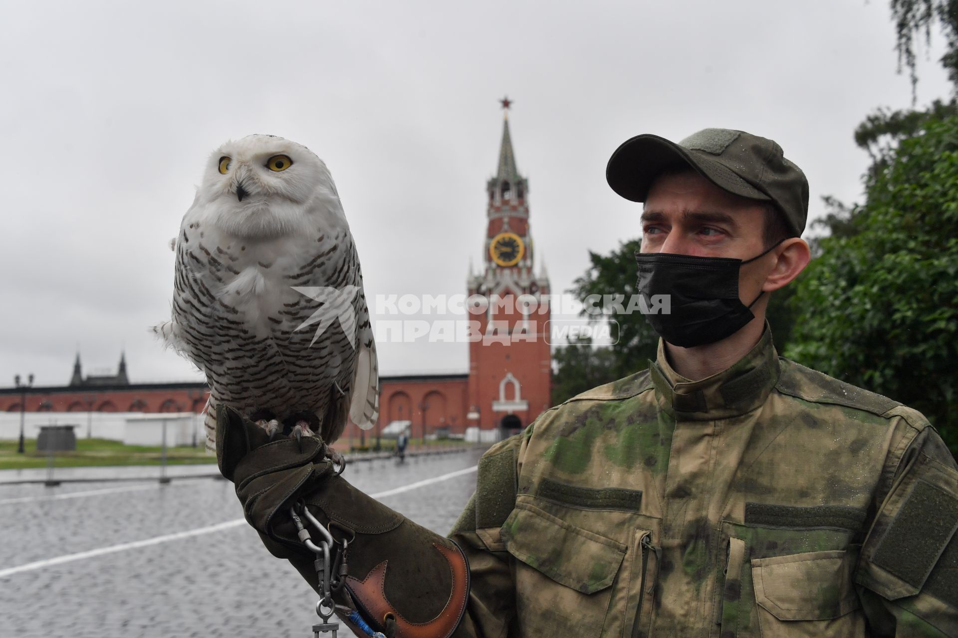 Москва. Сотрудник орнитологической службы с полярной совой Бураном  на территории Московского Кремля.