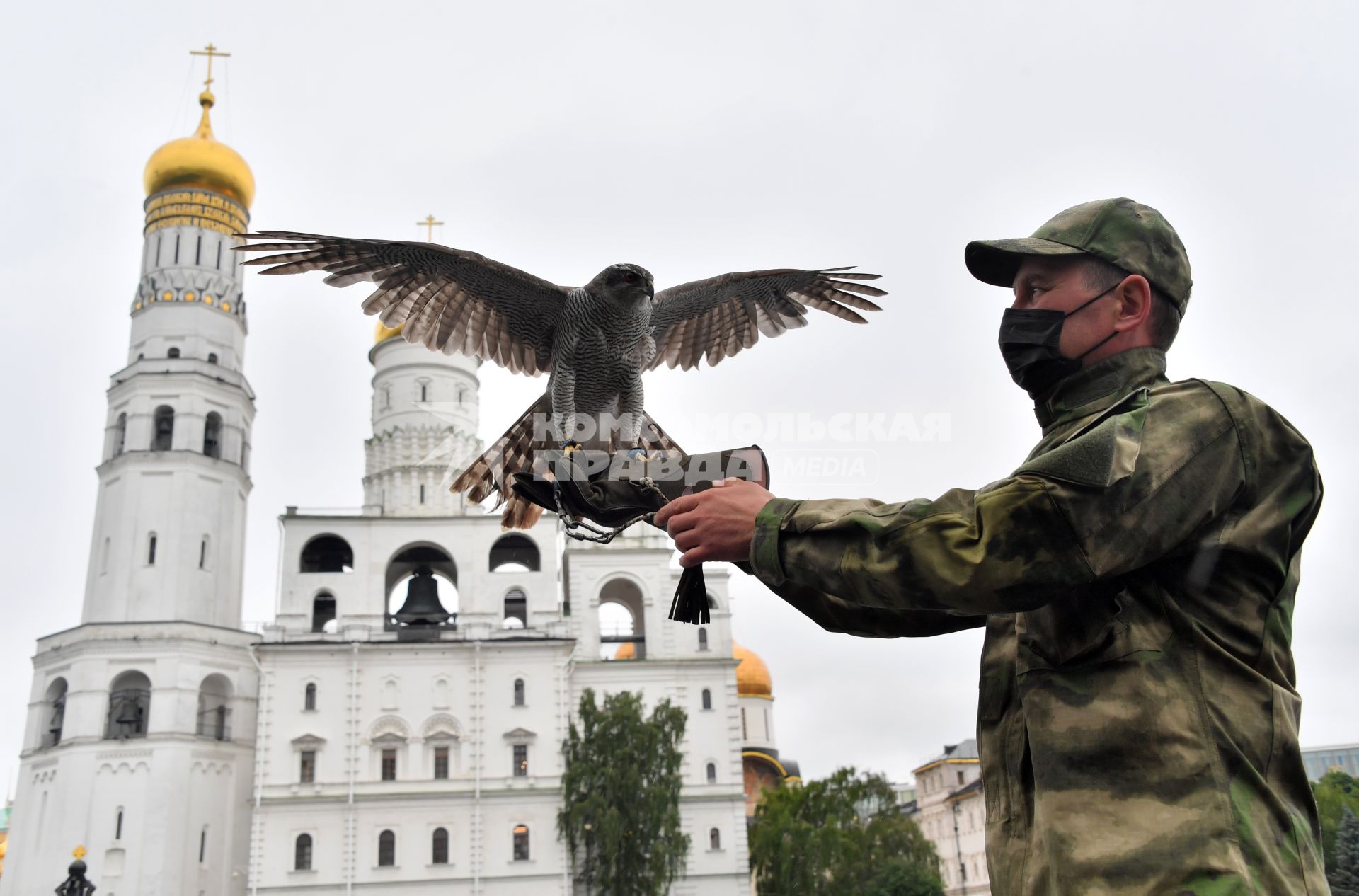 Москва. Сотрудник орнитологической службы с  с ястребом Астуром на территории Московского Кремля.