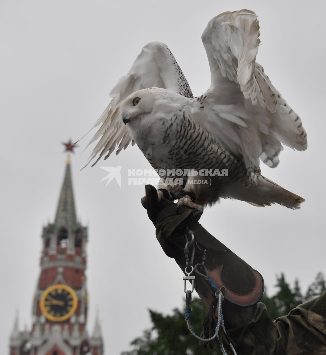 Москва. Сотрудник орнитологической службы с полярной совой Бураном на территории Московского Кремля.