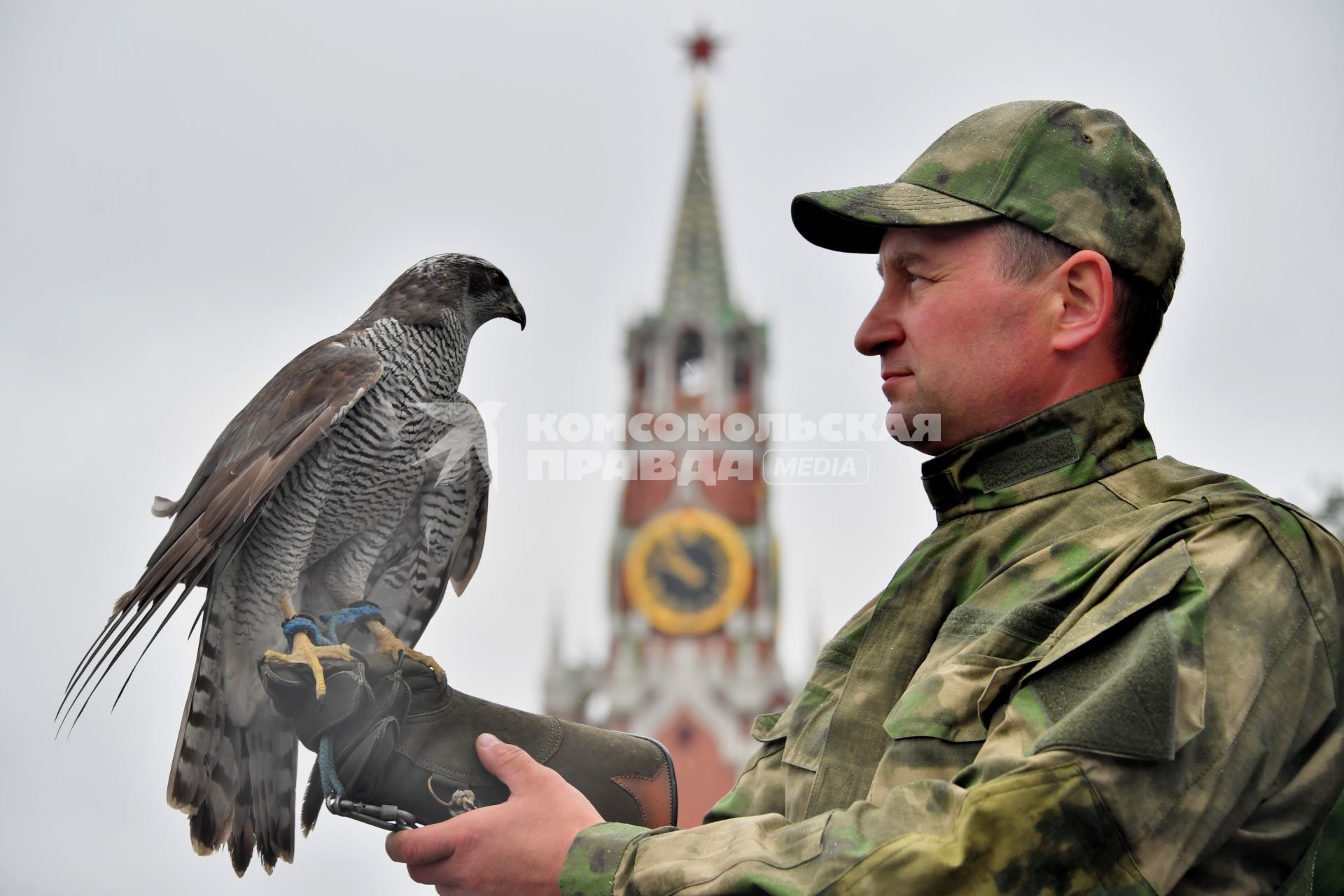 Москва. Сотрудник орнитологической службы с  с ястребом Астуром на территории Московского Кремля.