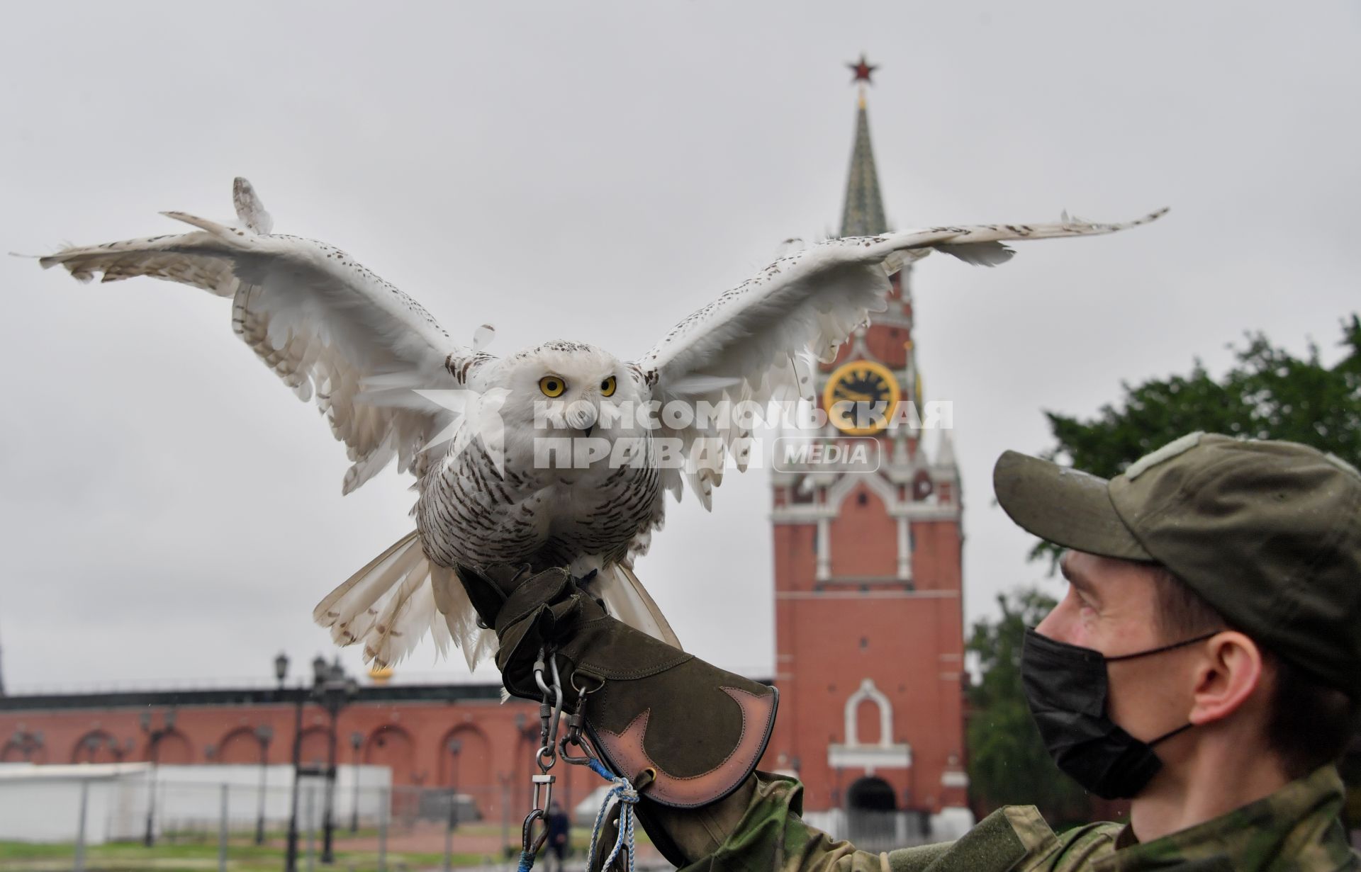 Москва. Сотрудник орнитологической службы с полярной совой Бураном на территории Московского Кремля.