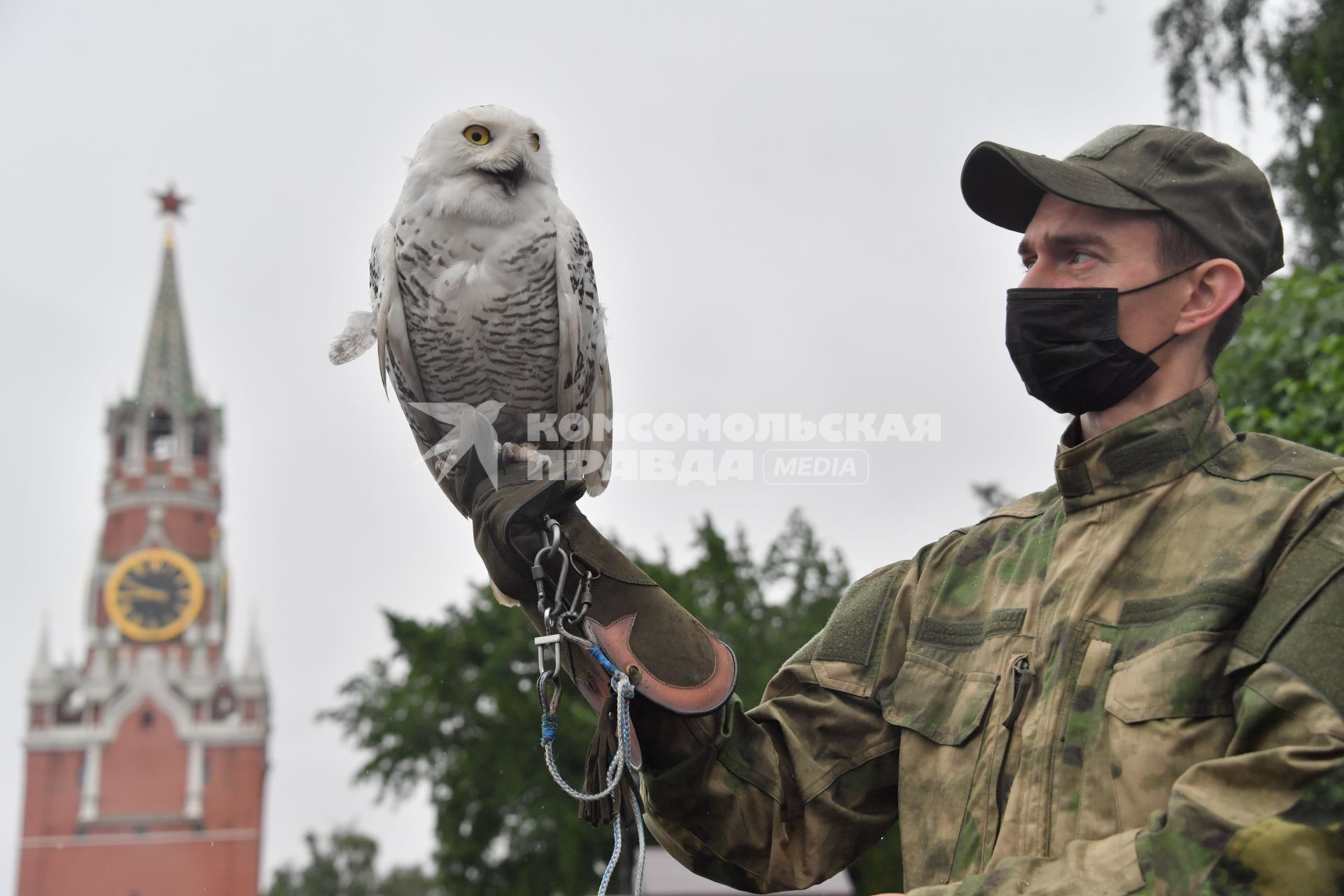 Москва. Сотрудник орнитологической службы с полярной совой Бураном  на территории Московского Кремля.