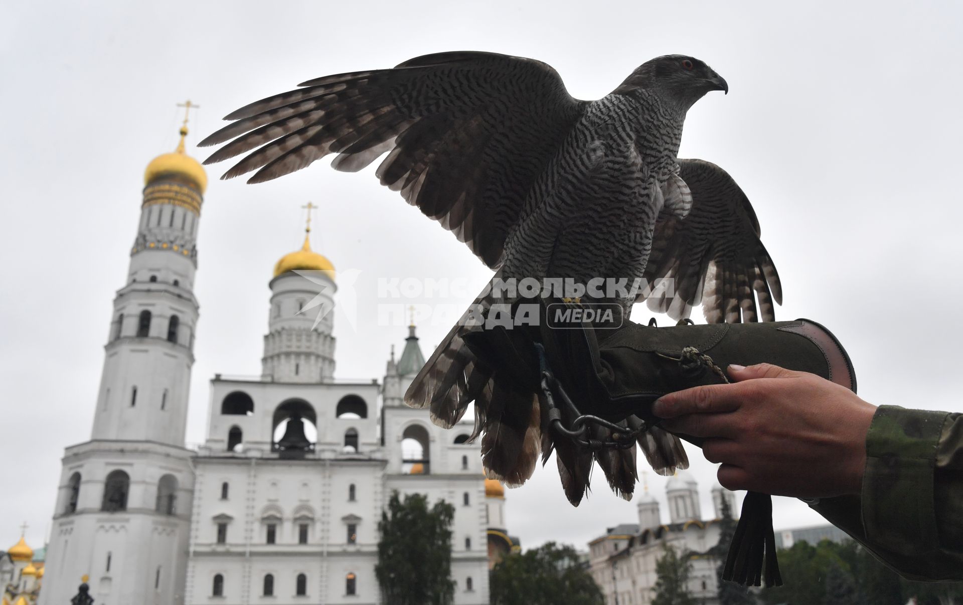 Москва. Сотрудник орнитологической службы с  с ястребом Астуром на территории Московского Кремля.