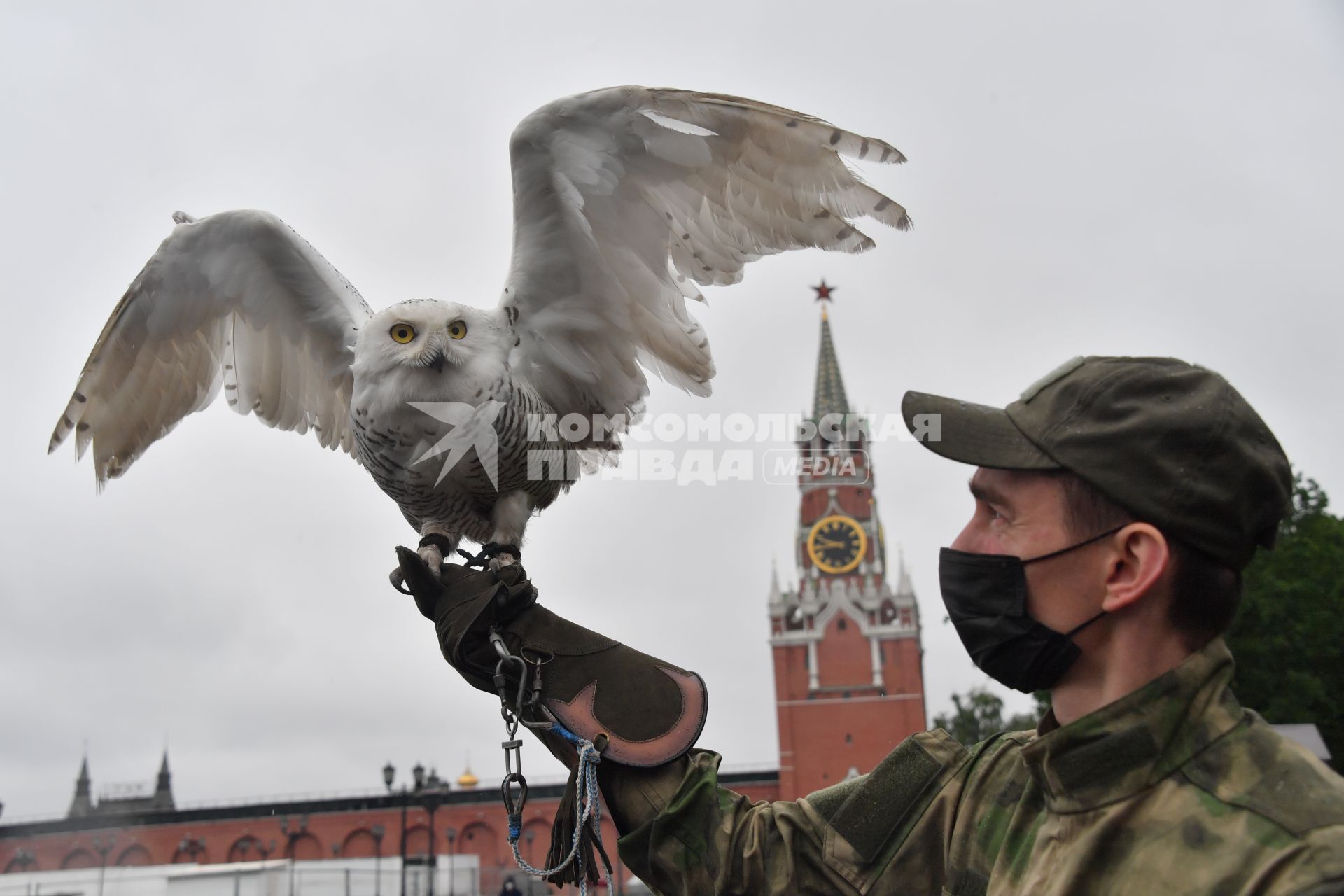 Москва. Сотрудник орнитологической службы с полярной совой Бураном  на территории Московского Кремля.