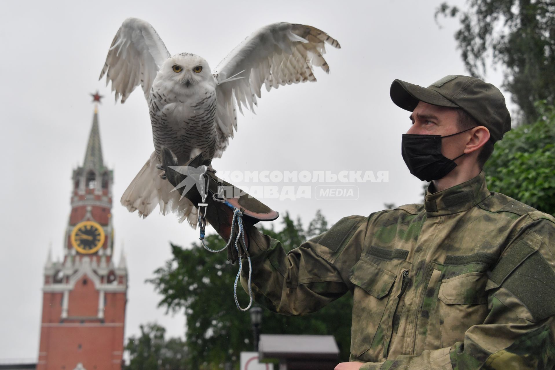 Москва. Сотрудник орнитологической службы с полярной совой Бураном  на территории Московского Кремля.