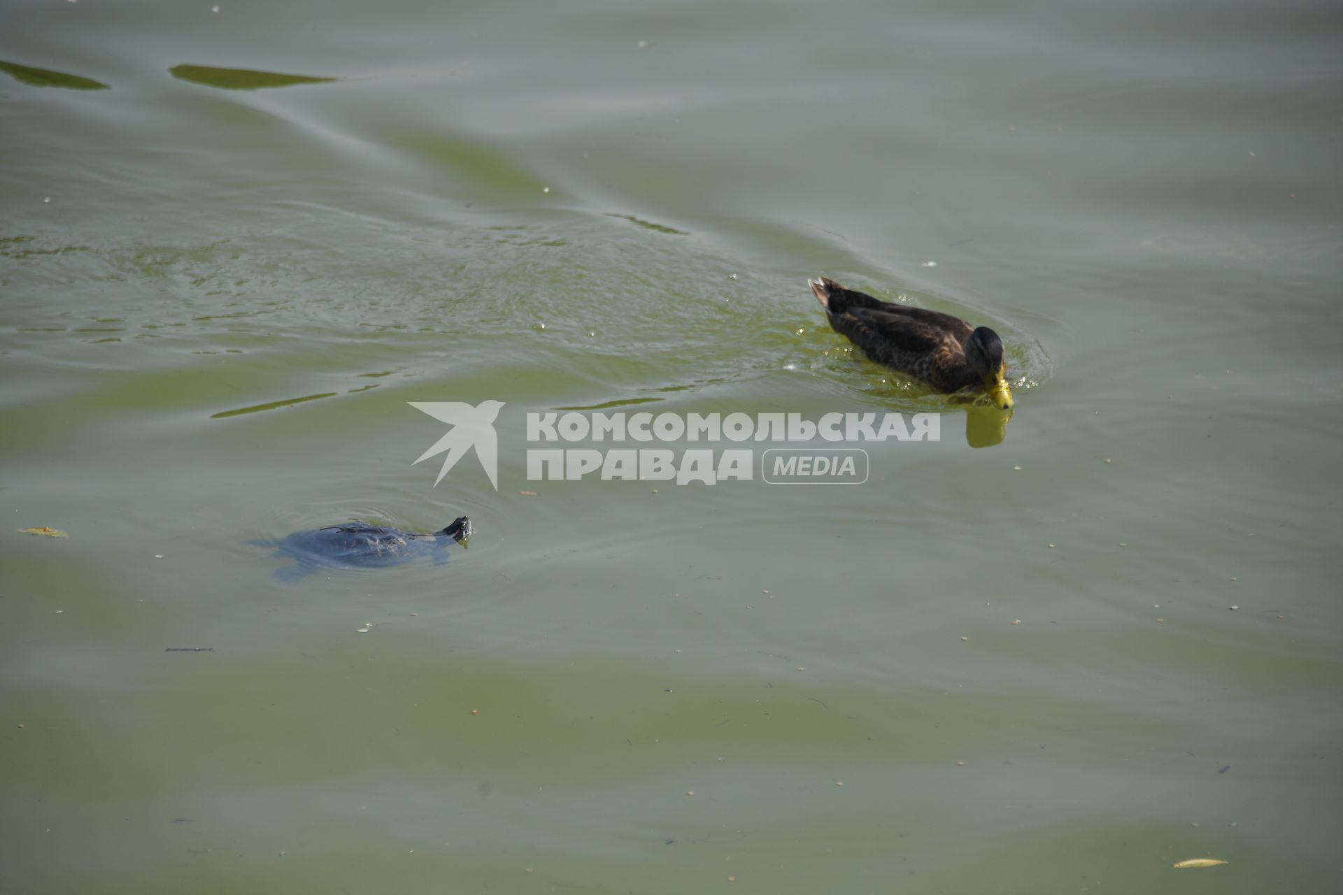 Москва. Утки плавают в водоеме.