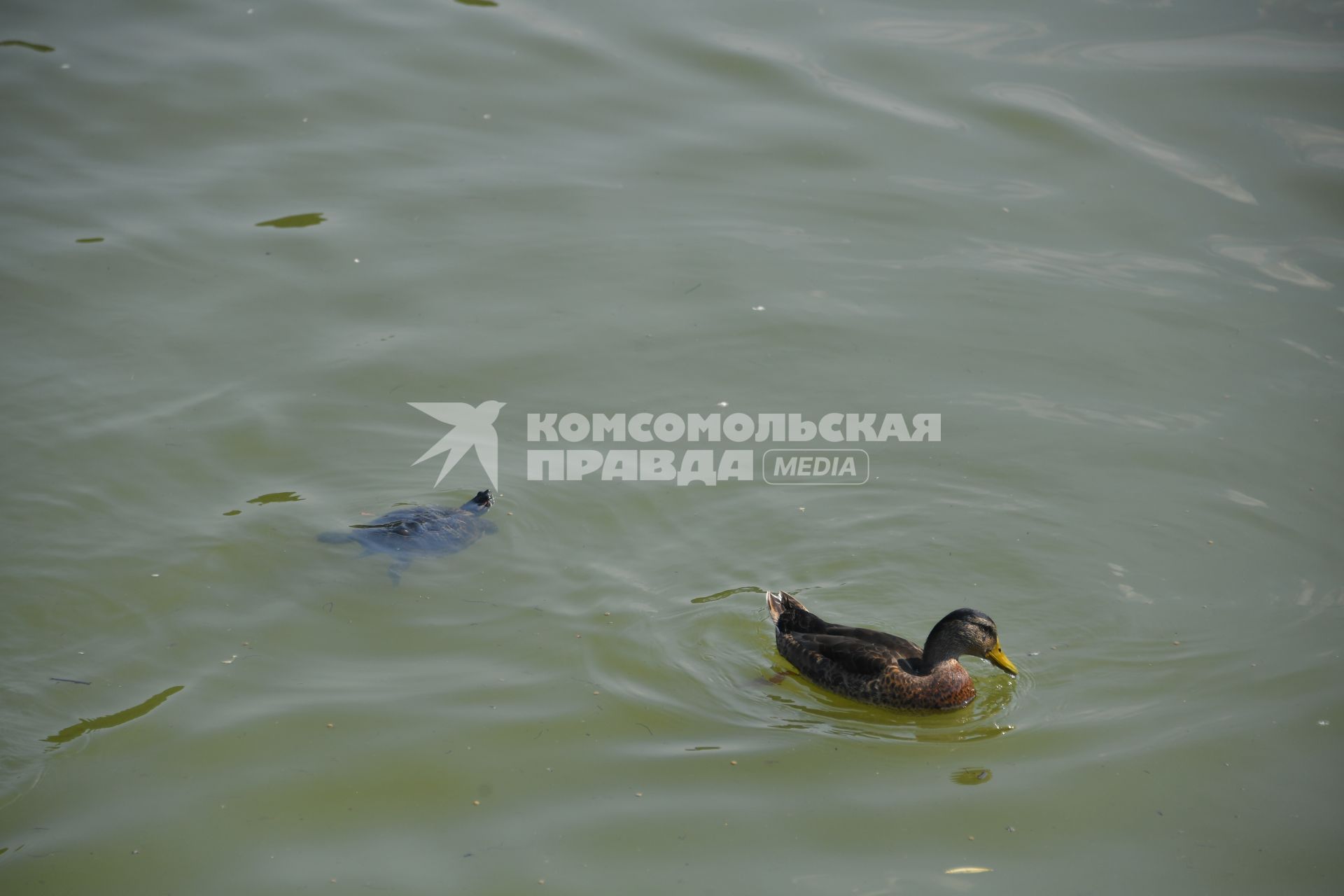 Москва. Утки плавают в водоеме.