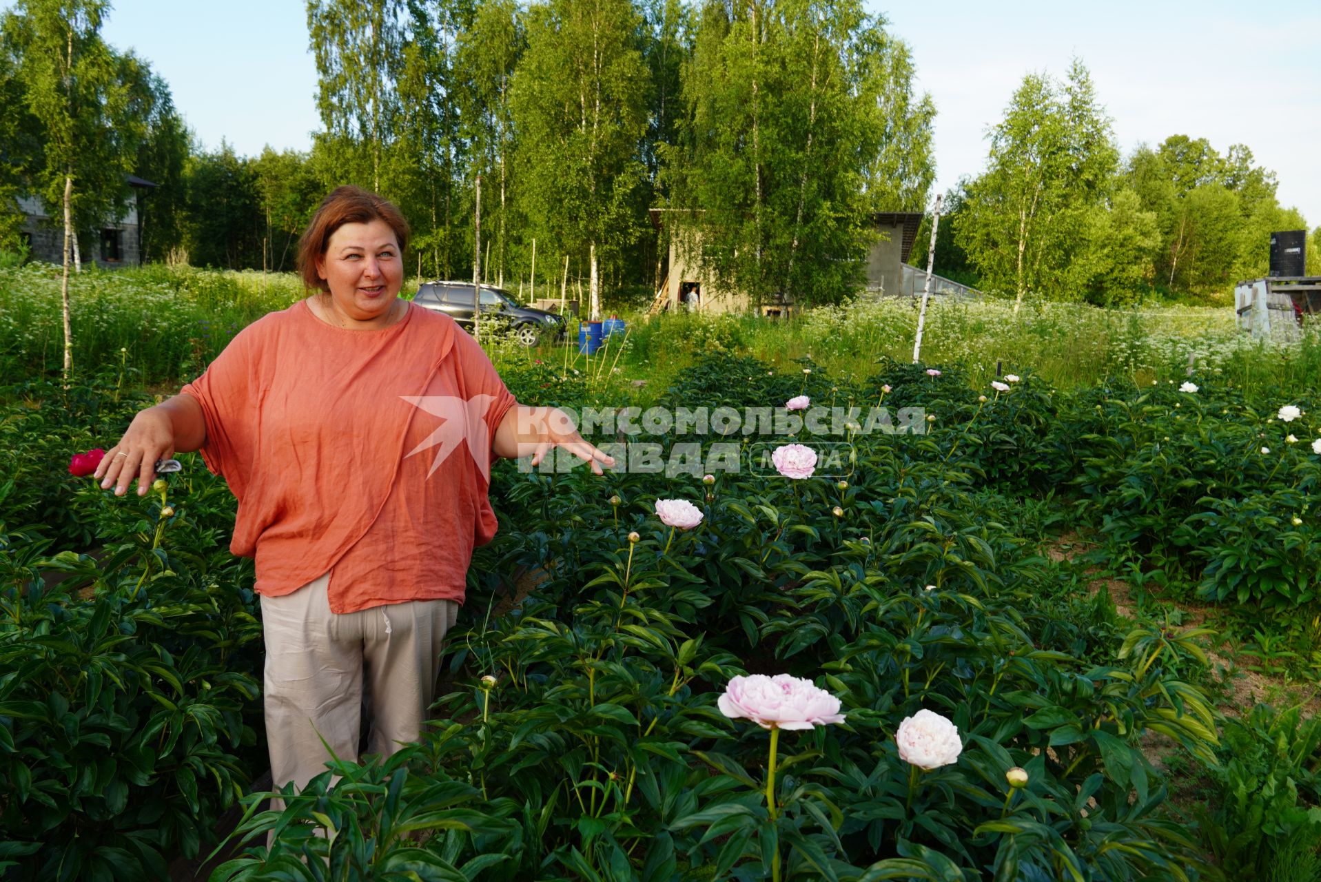 Переславль-Залесский. Флорист Наталья Вильямс выращивает пионы на продажу.