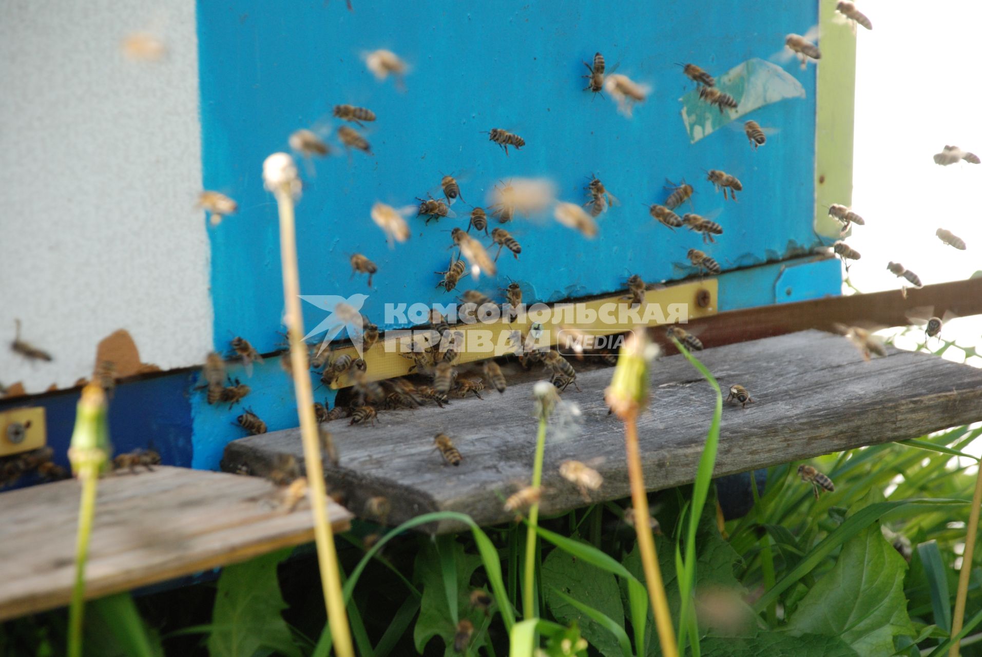 Красноярск. Пчелы на пасеке.