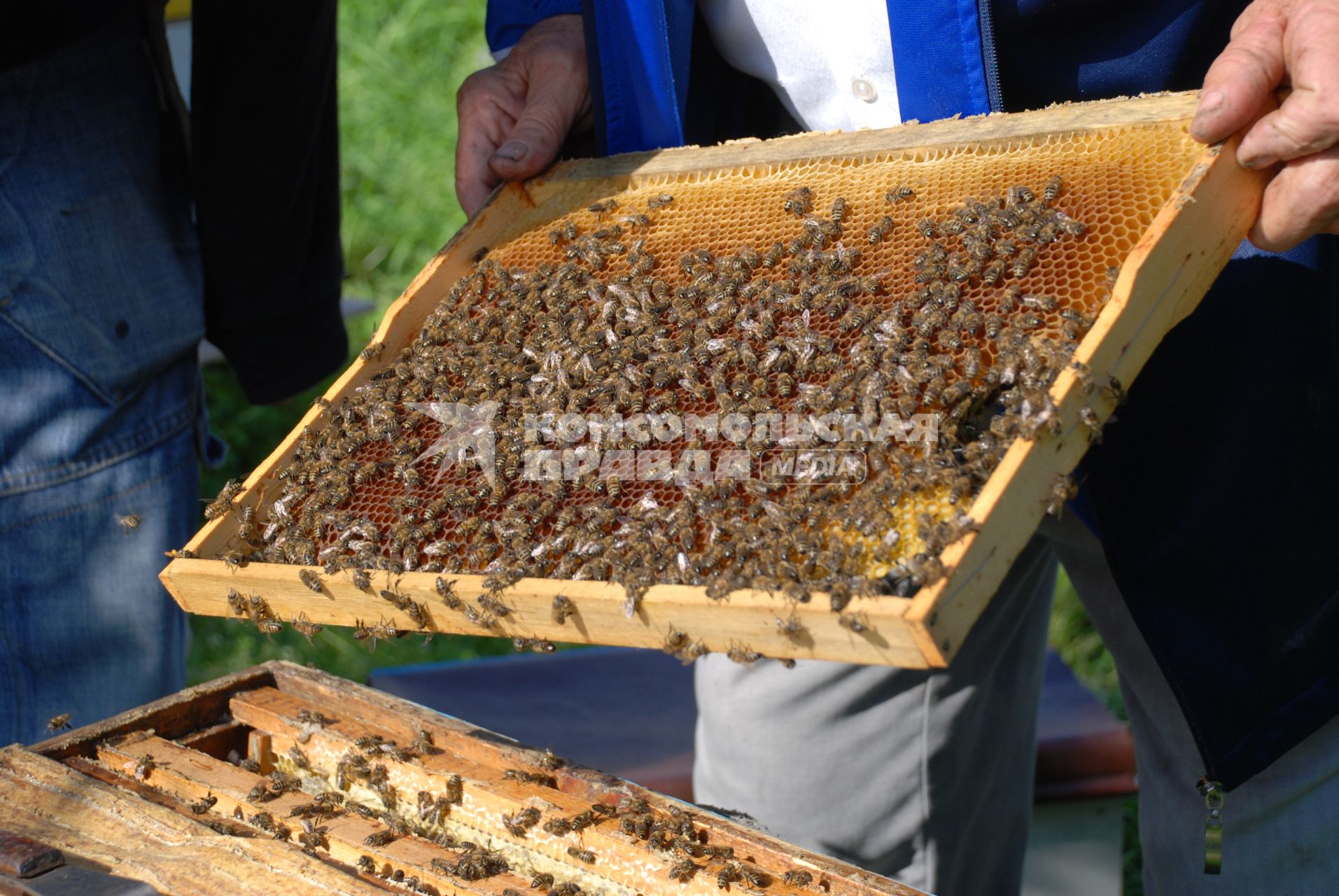 Красноярск. Пчеловод держит в руках соты из улья на пасеке.