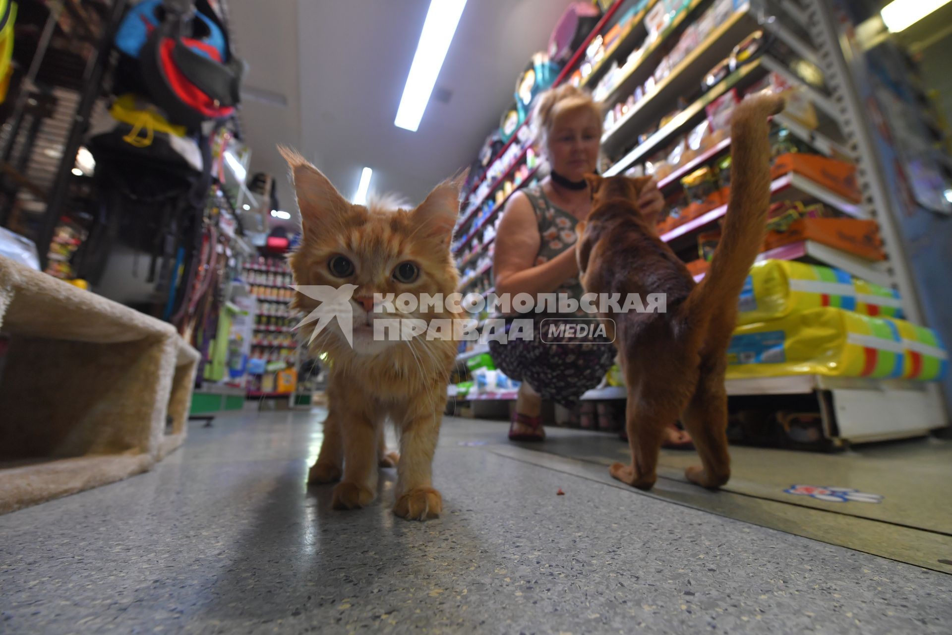 Москва. Женщина с кошками в зоомагазине.