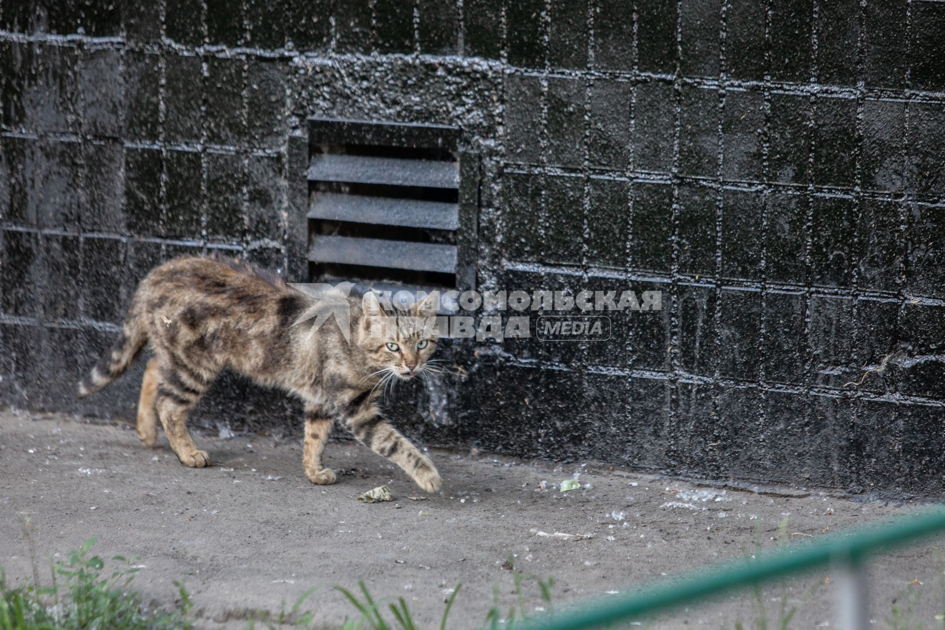 Москва. Бездомный коты во дворе.