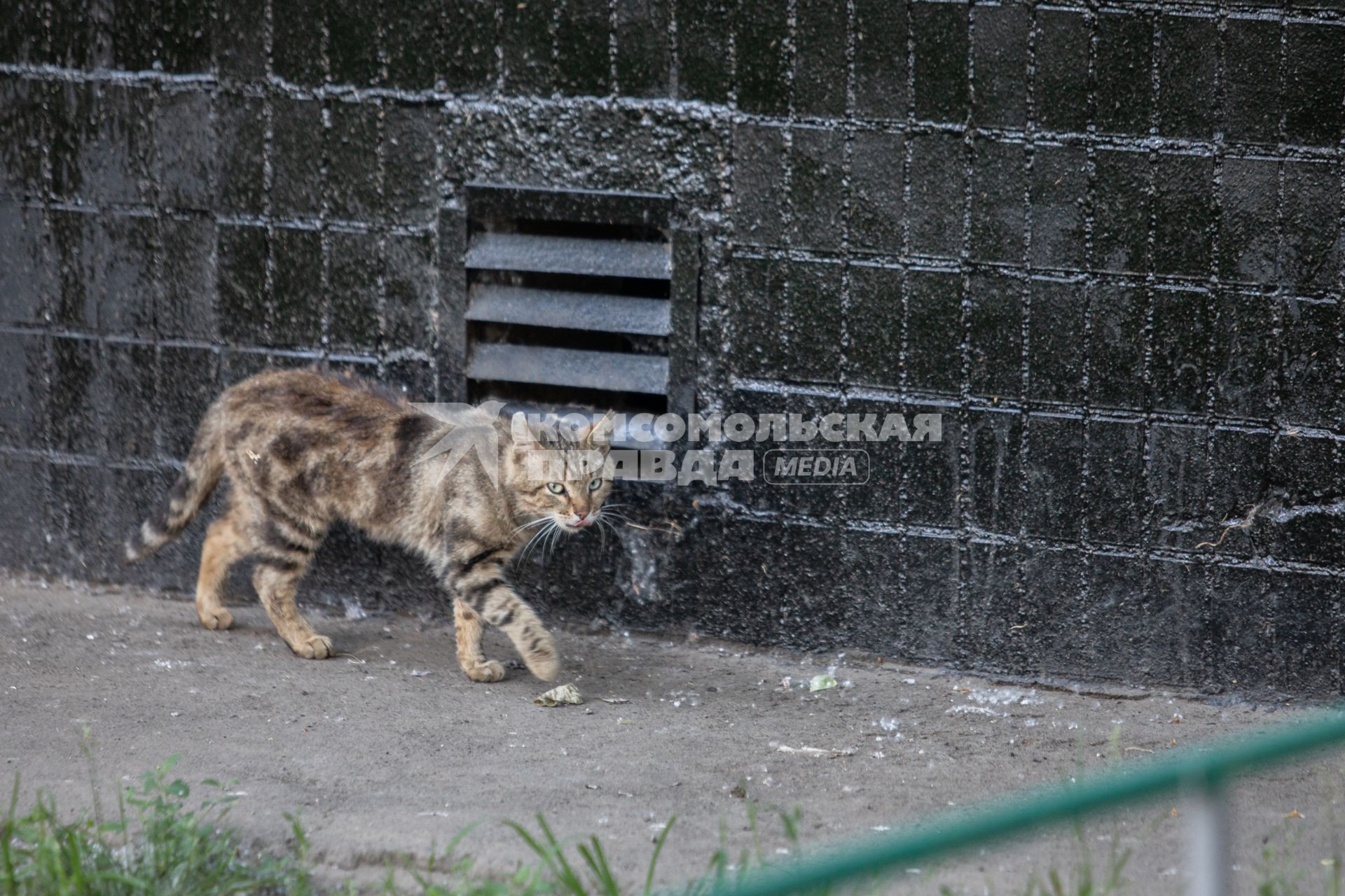 Москва. Бездомный коты во дворе.