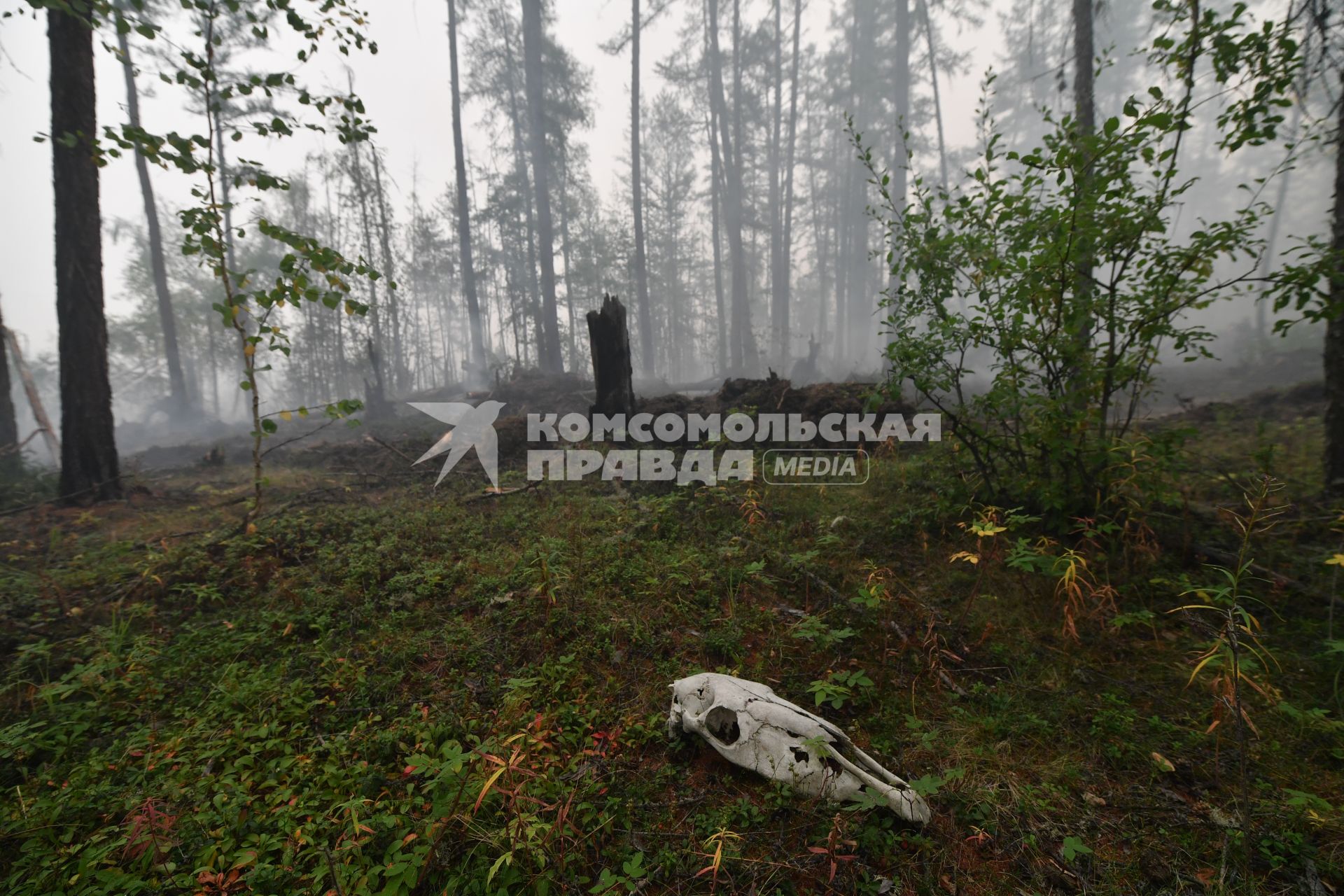 Республика Саха (Якутия). Во время лесного пожара.