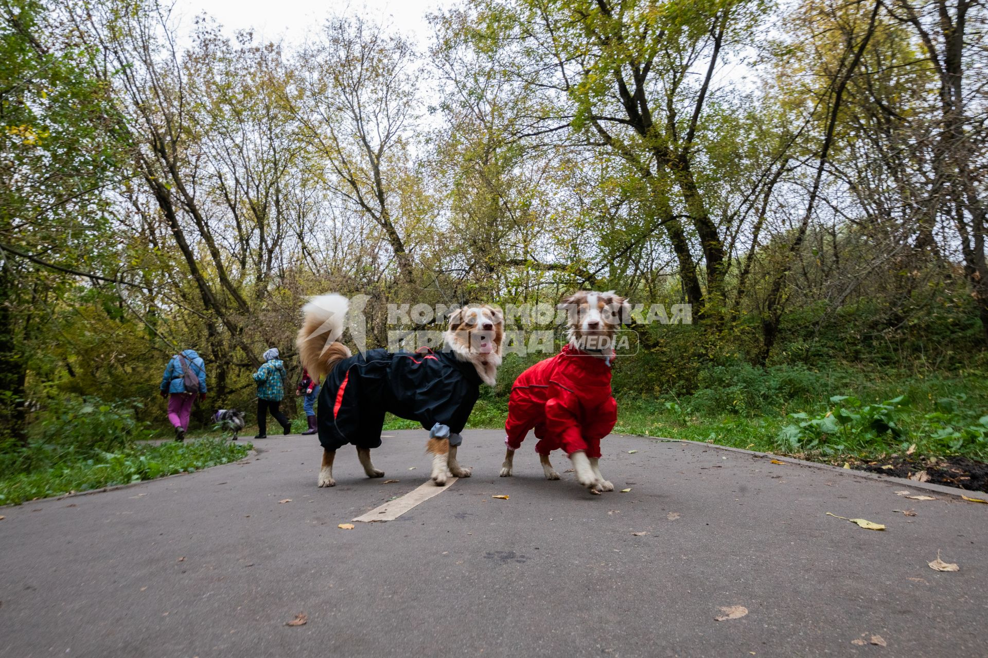 Москва. Собаки в комбинезонах гуляют в парке `Яуза.`