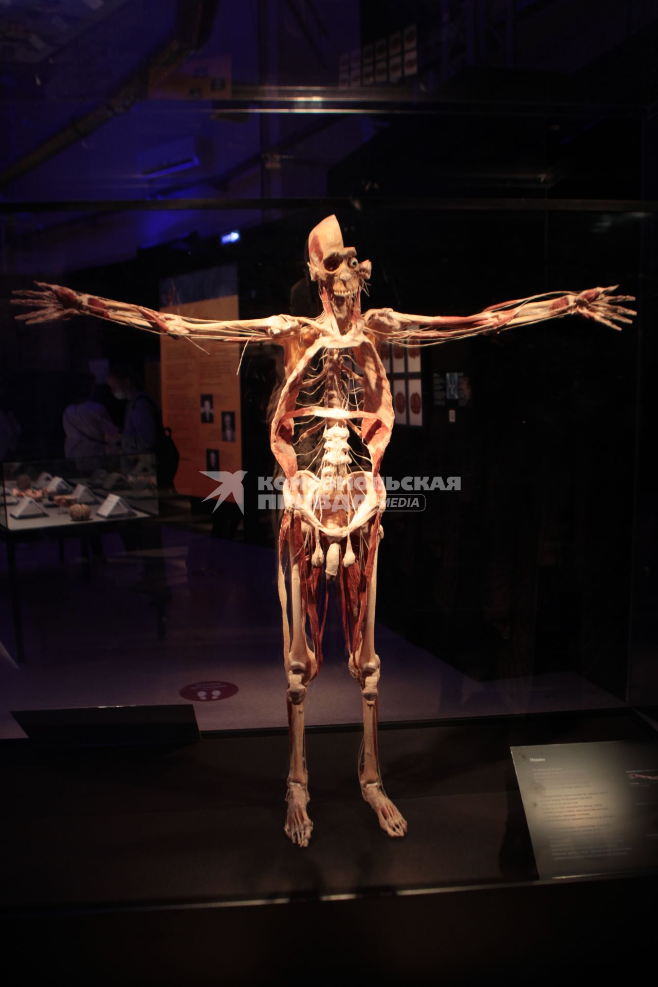 ВДНХ. Выставка BODY WORLDS. 2021