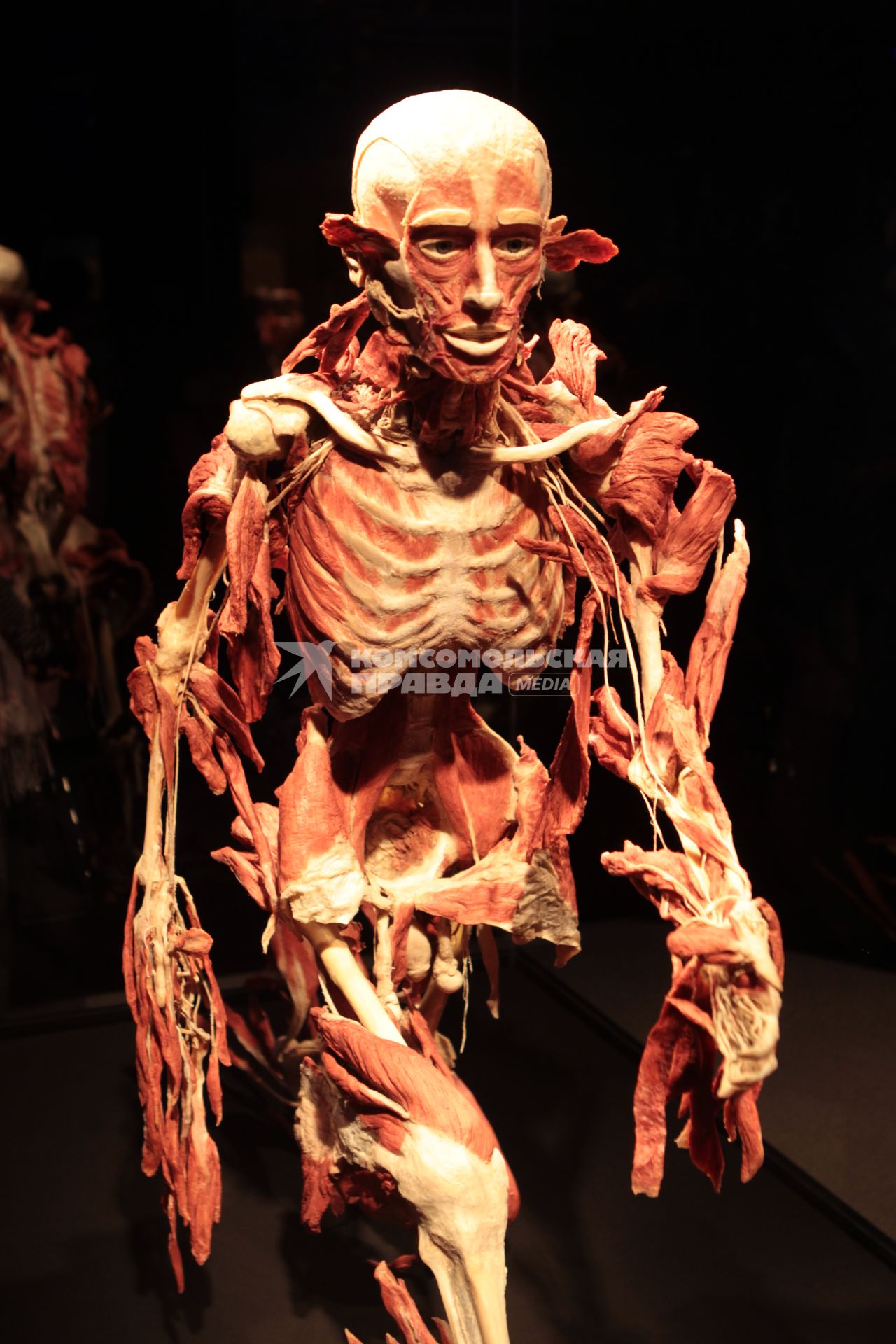 ВДНХ. Выставка BODY WORLDS. 2021