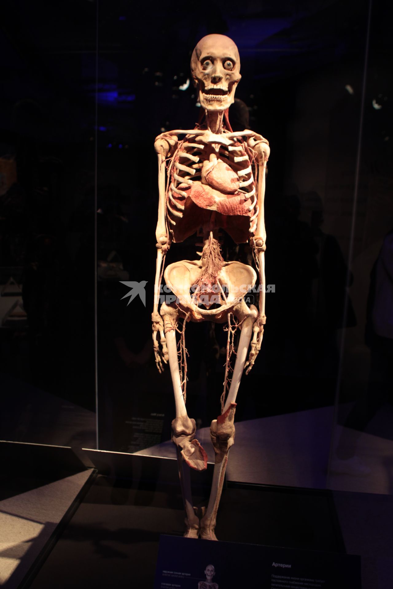 ВДНХ. Выставка BODY WORLDS. 2021