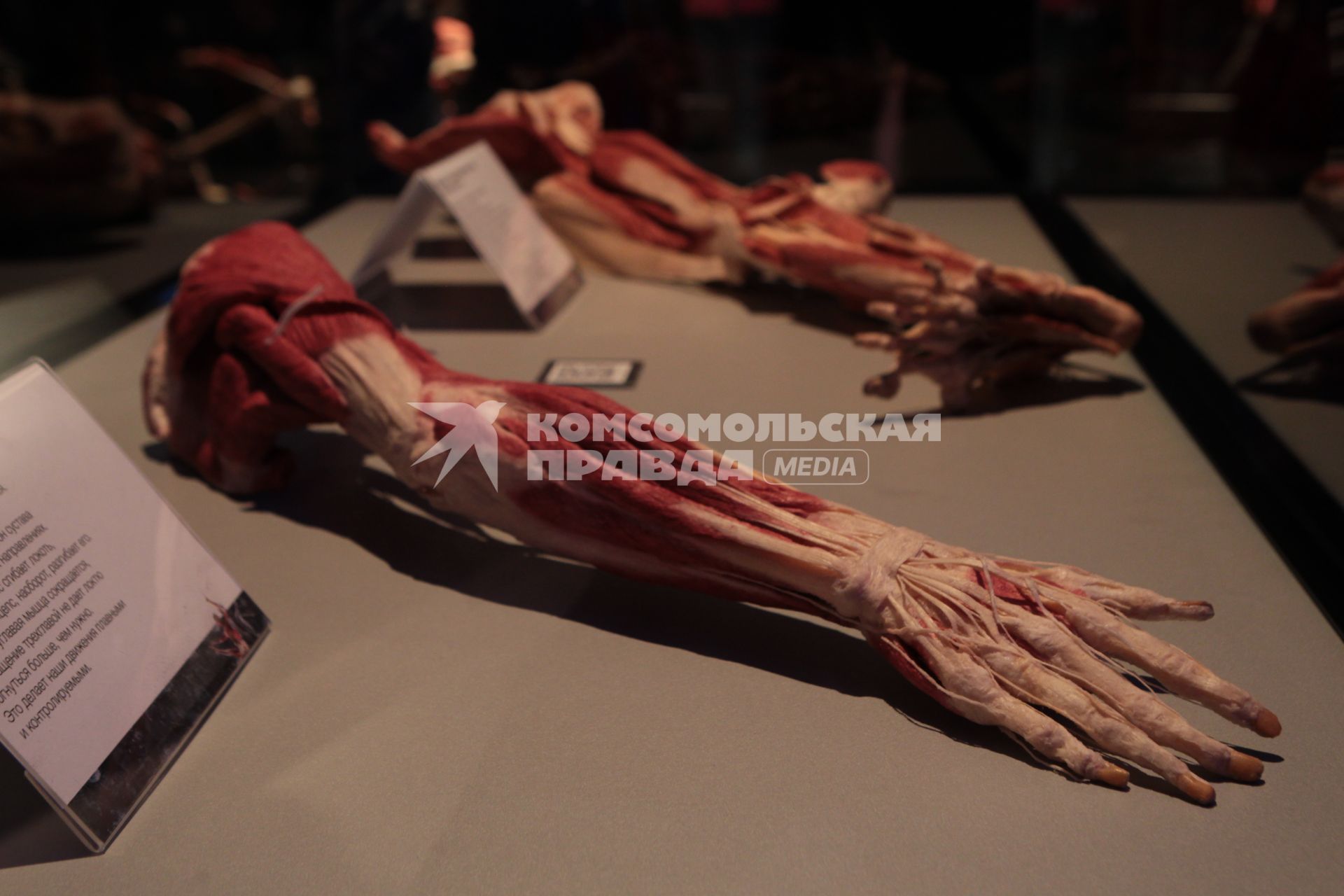 ВДНХ. Выставка BODY WORLDS. 2021