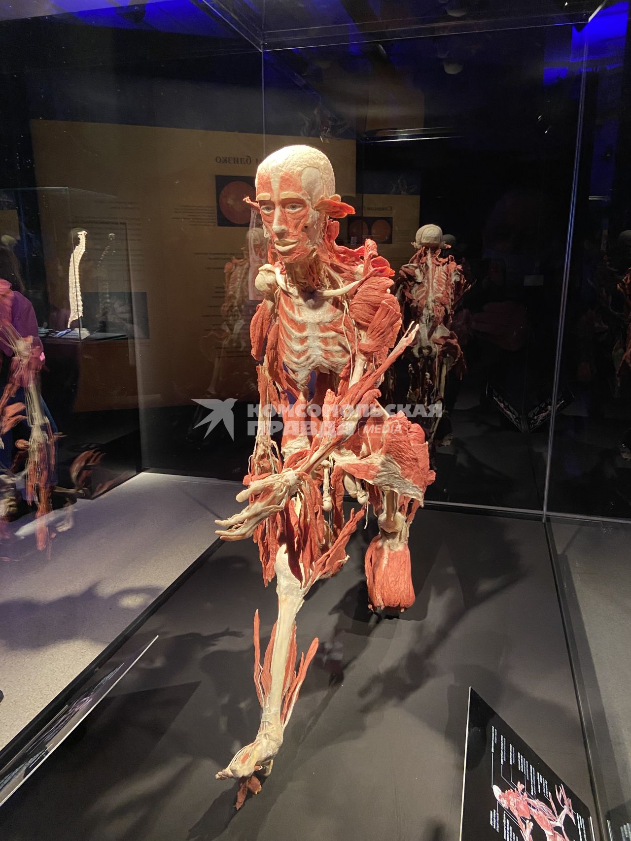 ВДНХ. Выставка BODY WORLDS. 2021