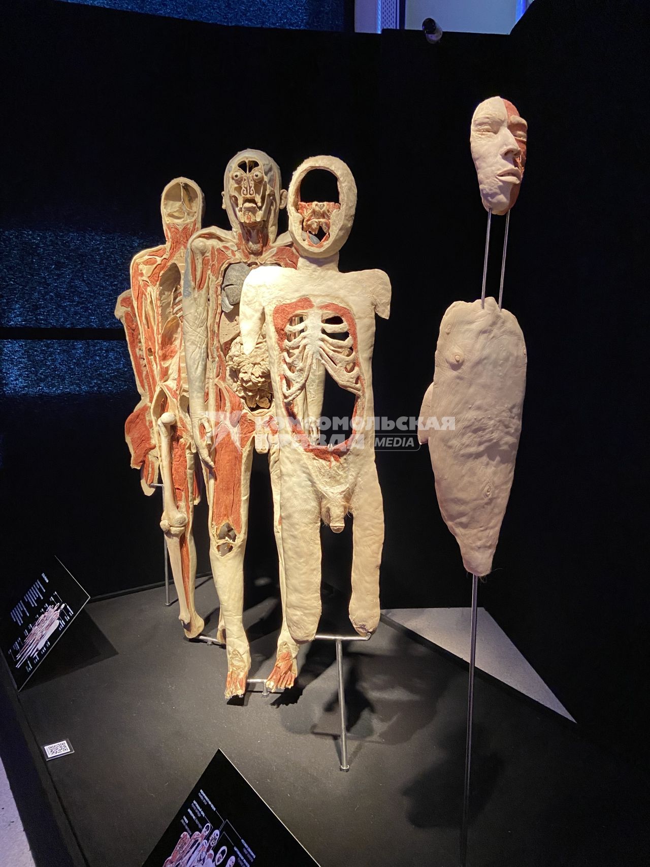 ВДНХ. Выставка BODY WORLDS. 2021